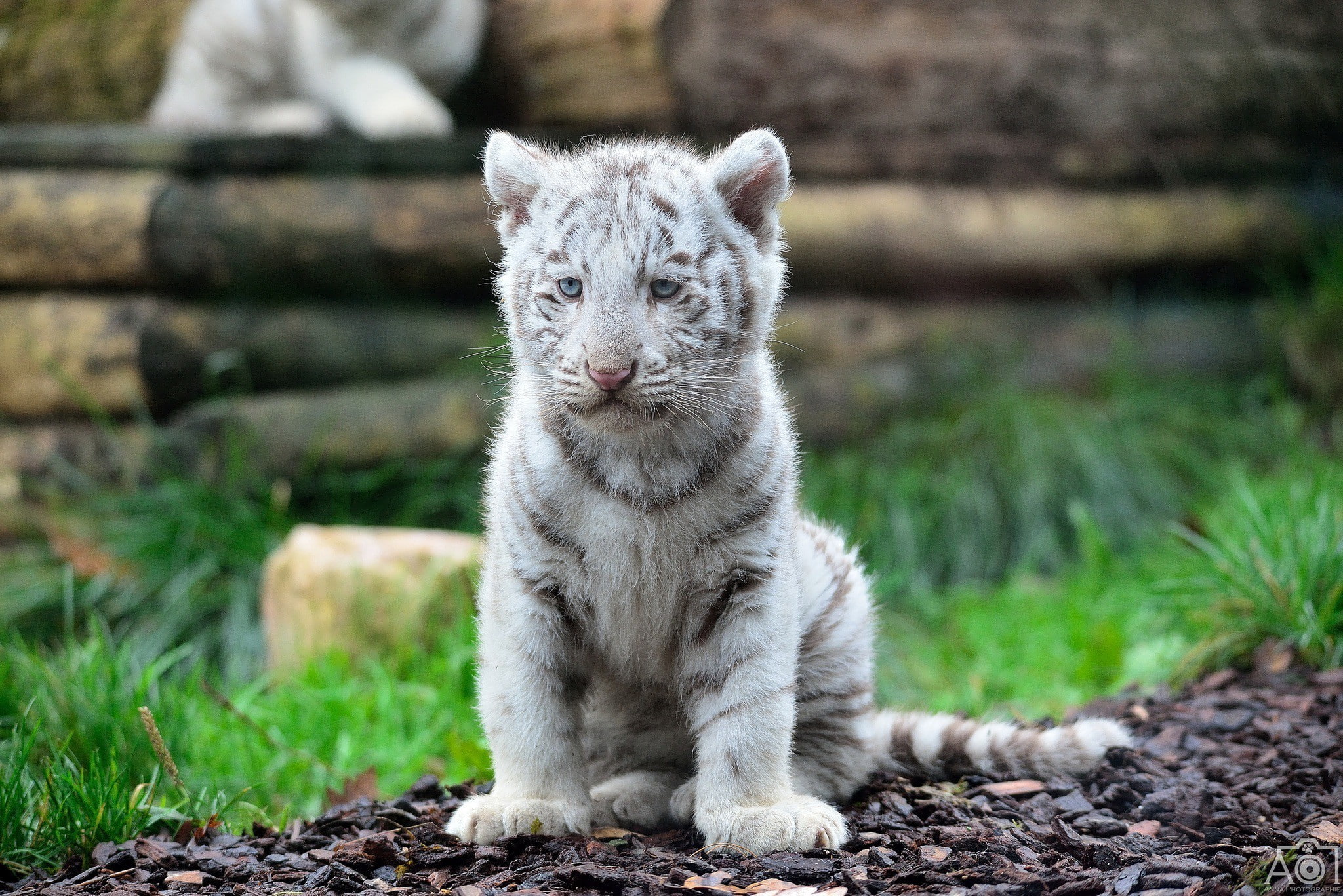 White tiger, baby, white tiger cub, predator, kitten, wild cat