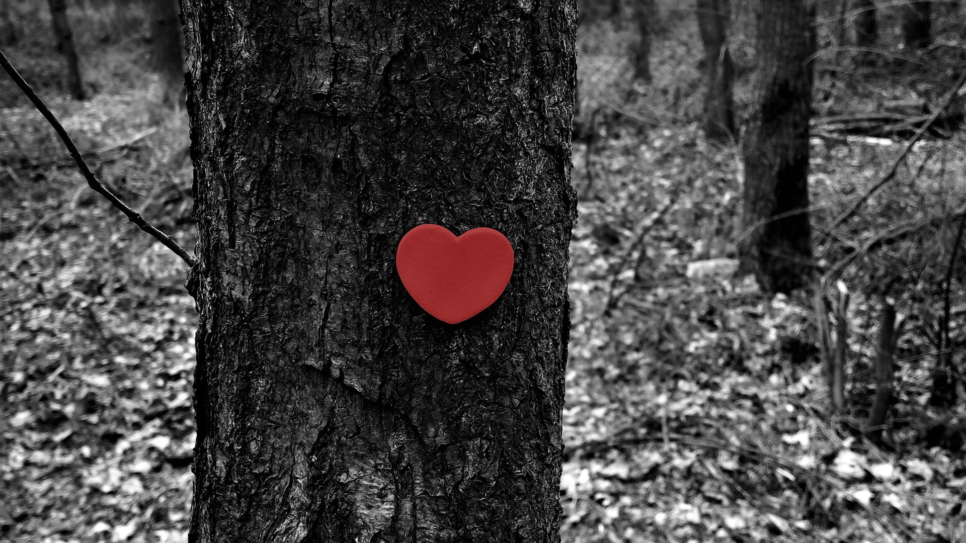 love, heart, forest, trees, winter, fall, heart shape, tree trunk