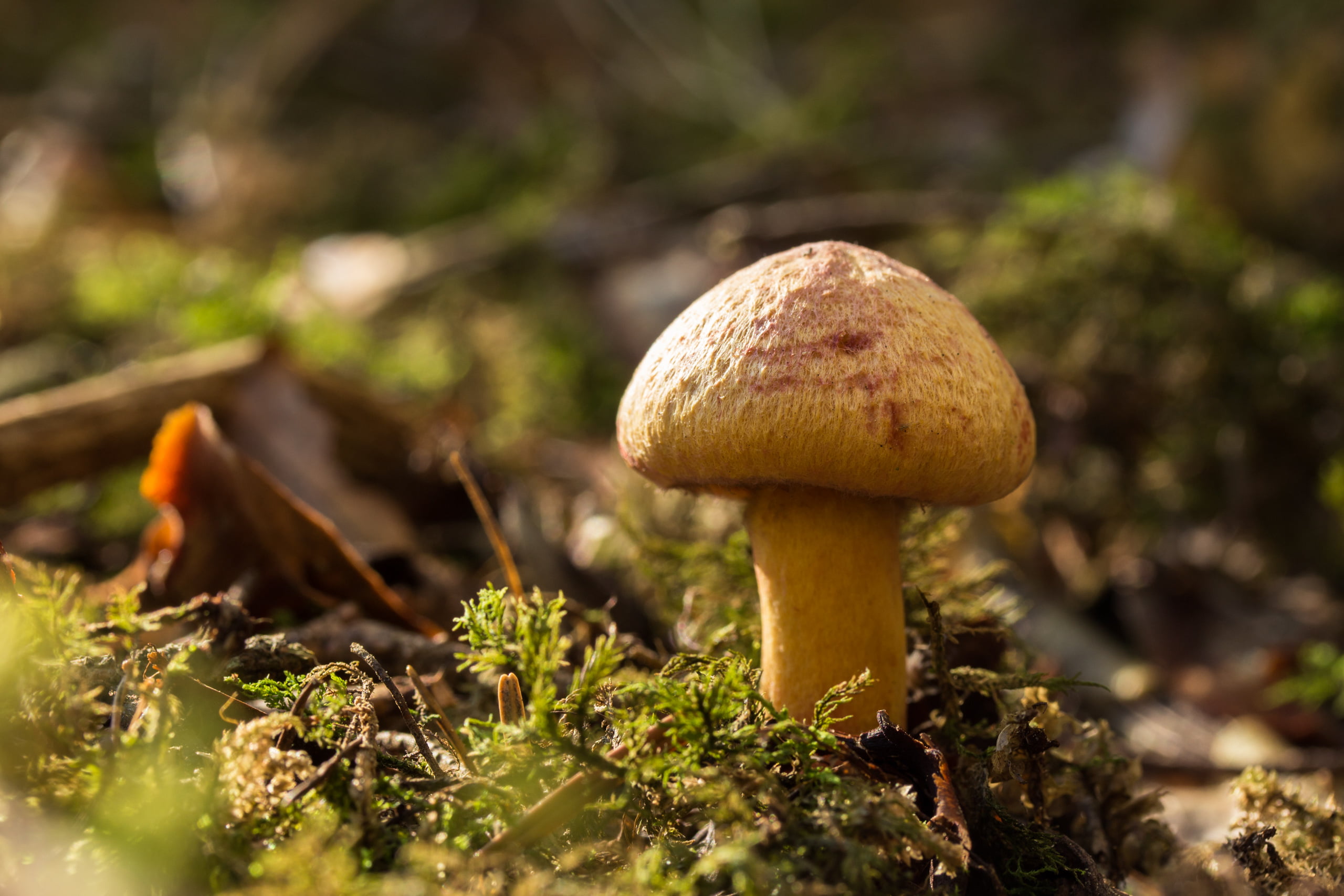 mushroom, nature, forest, wood, fungus, vegetable, food, growth