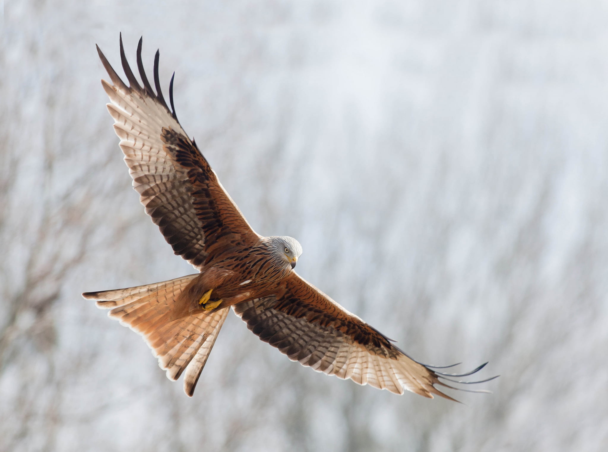 white and brown eagle, freedom, flight, bird, wings, stroke, Red kite