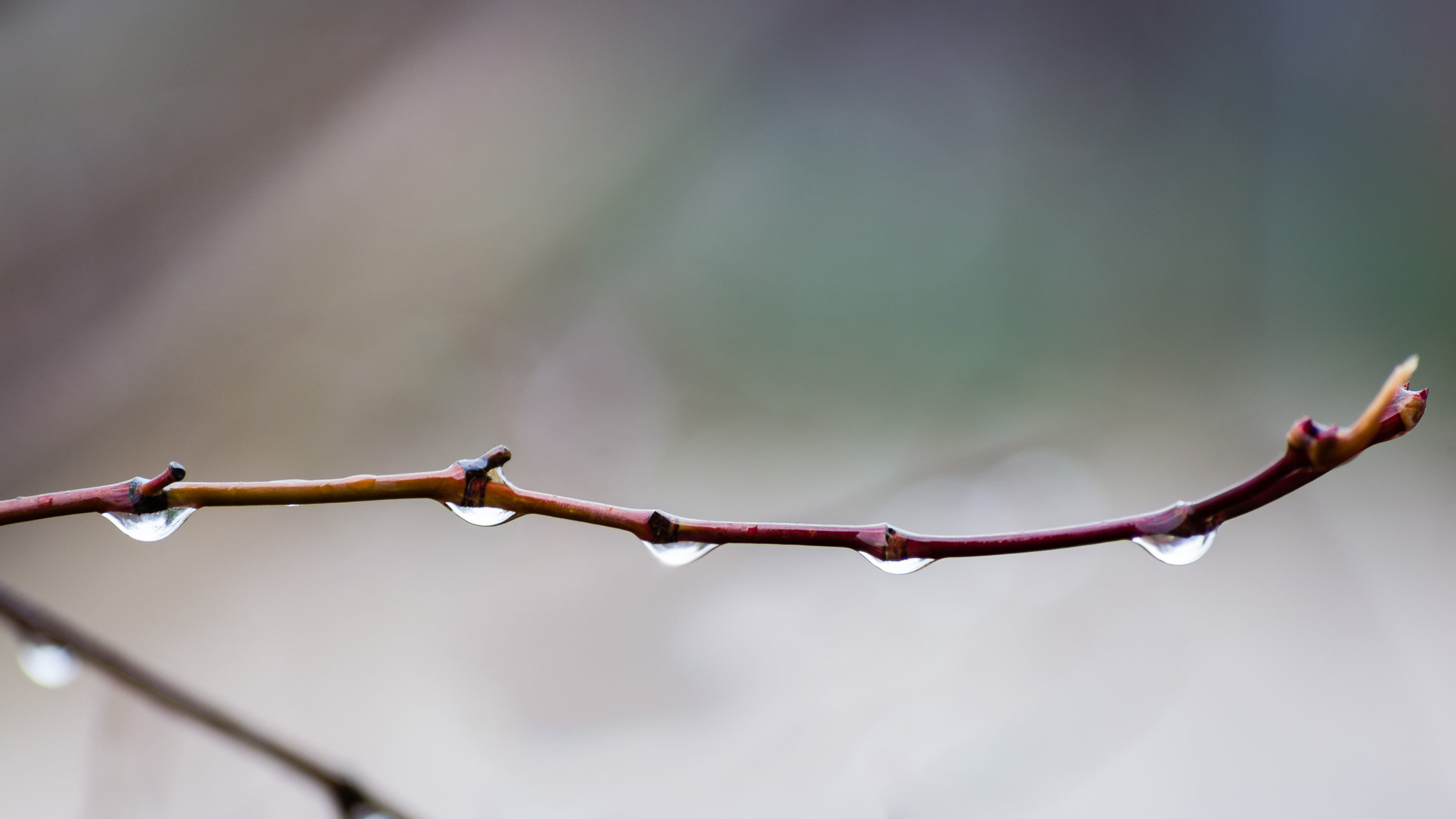 shallow focus photo of brown plant branch, April Showers, Nikon
