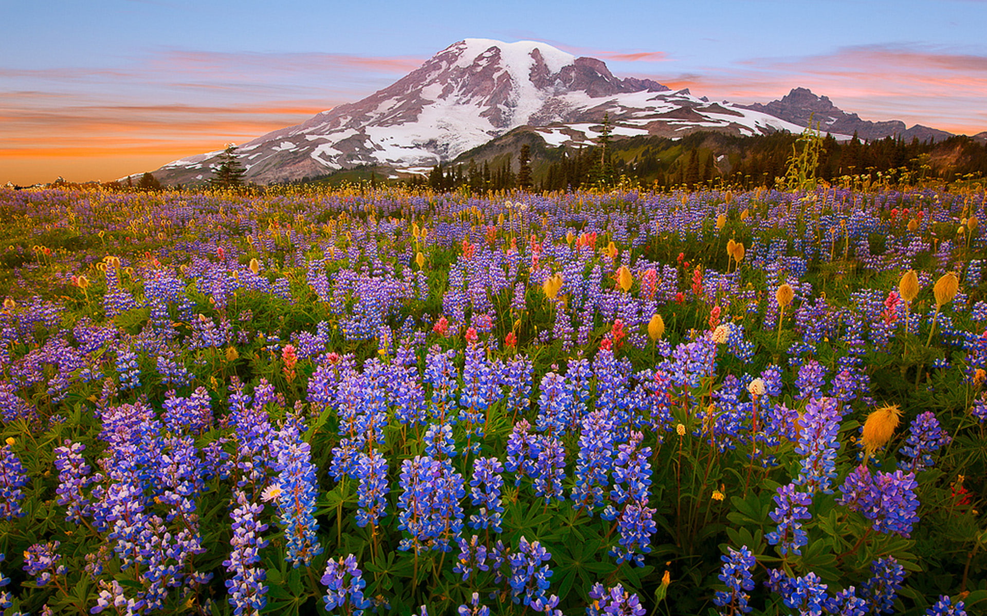 Mountain Wild Flowers In The Montierier Tolmie Peak National Park On Mount Rainier High 5,920 In The Cascade Area 1920×1200