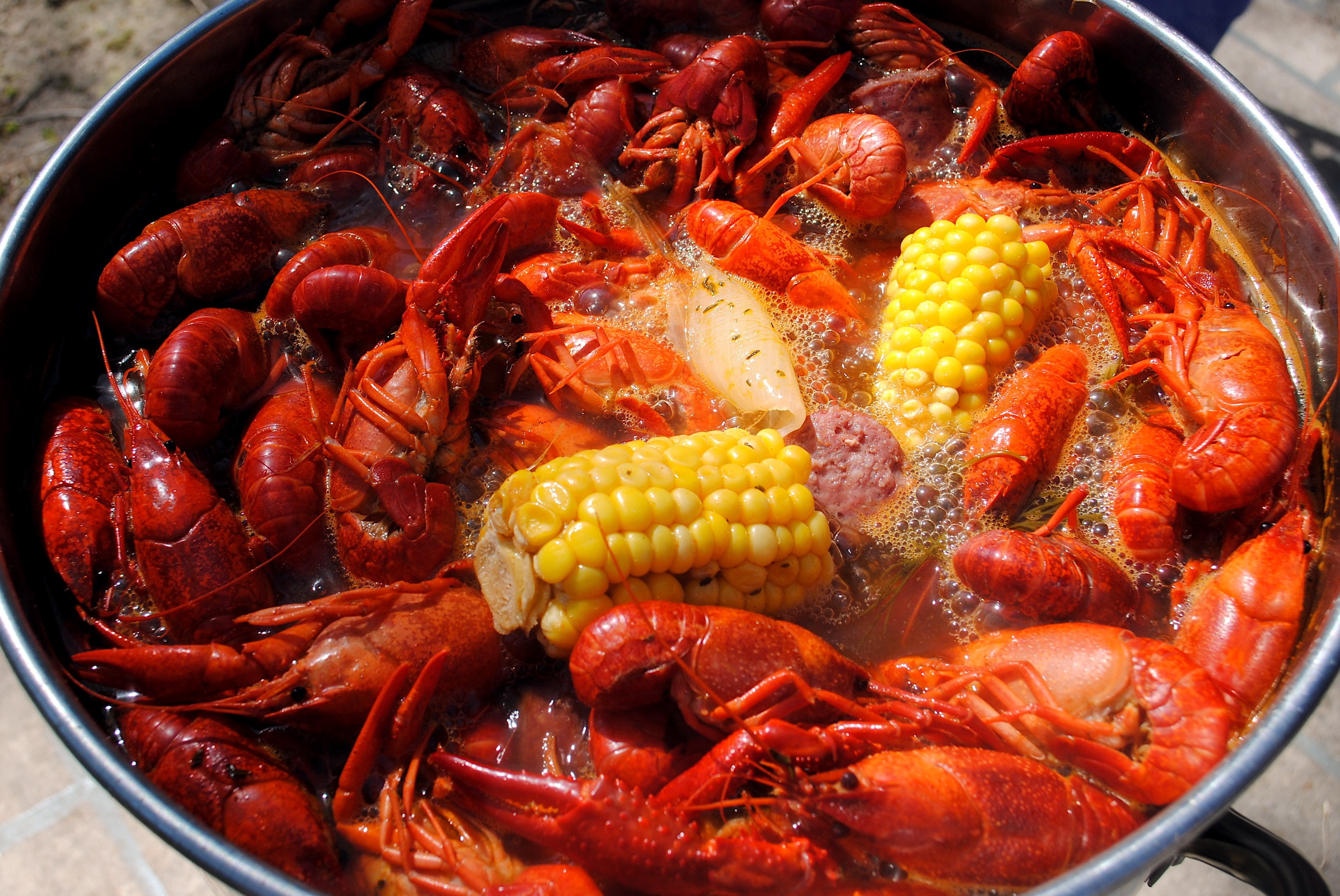 Free download | HD wallpaper: crawfish | Wallpaper Flare