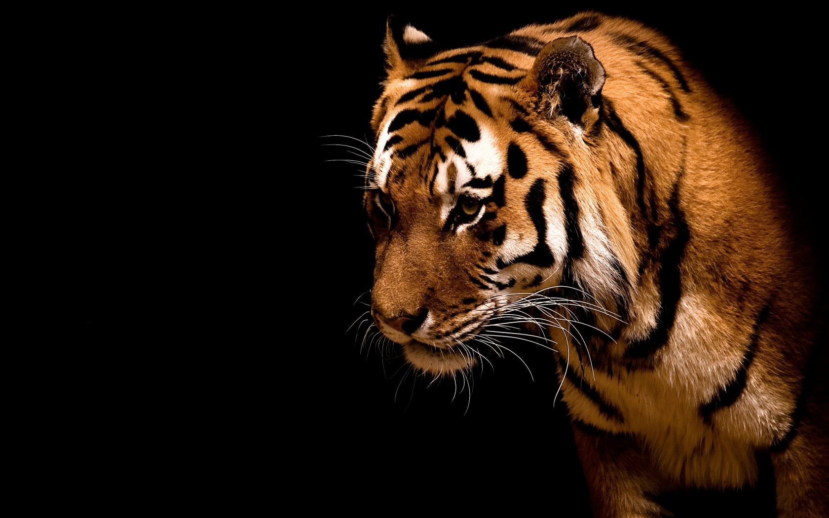 tiger, animals, big cats, animal themes, one animal, animal wildlife