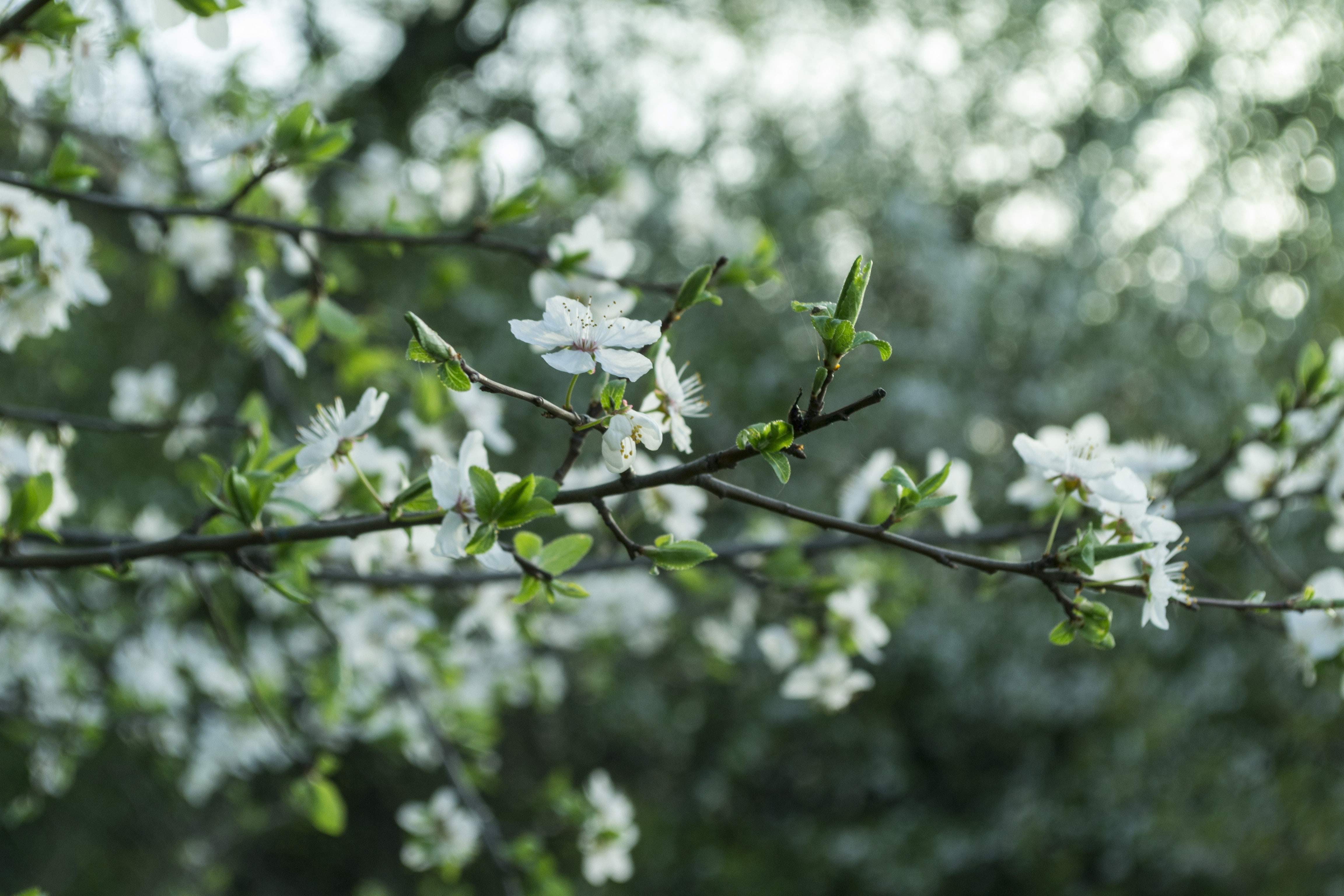 blossom, white flowers, spring, branch