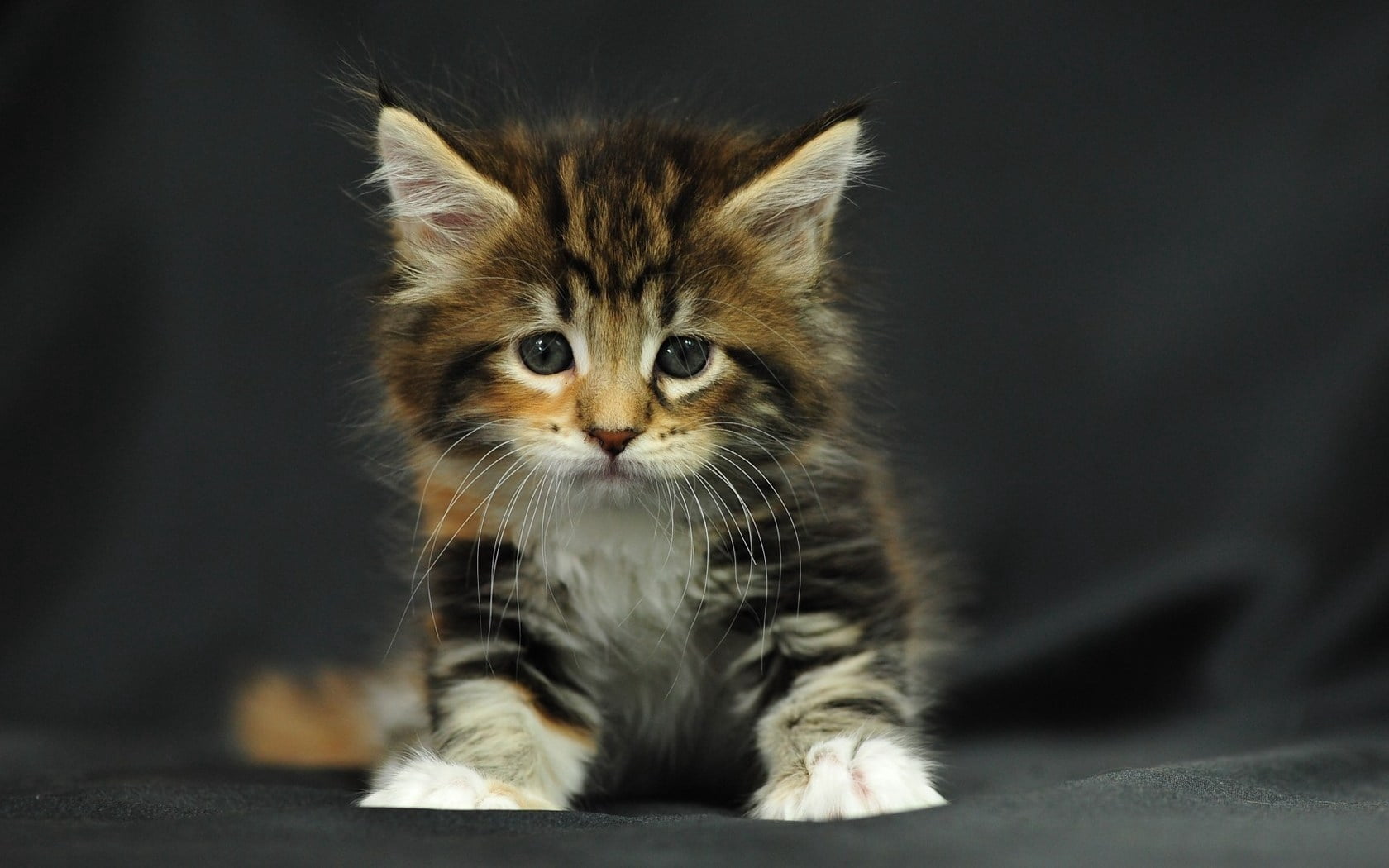 short-furred brown and gray tabby kitten, spotted, fluffy, baby