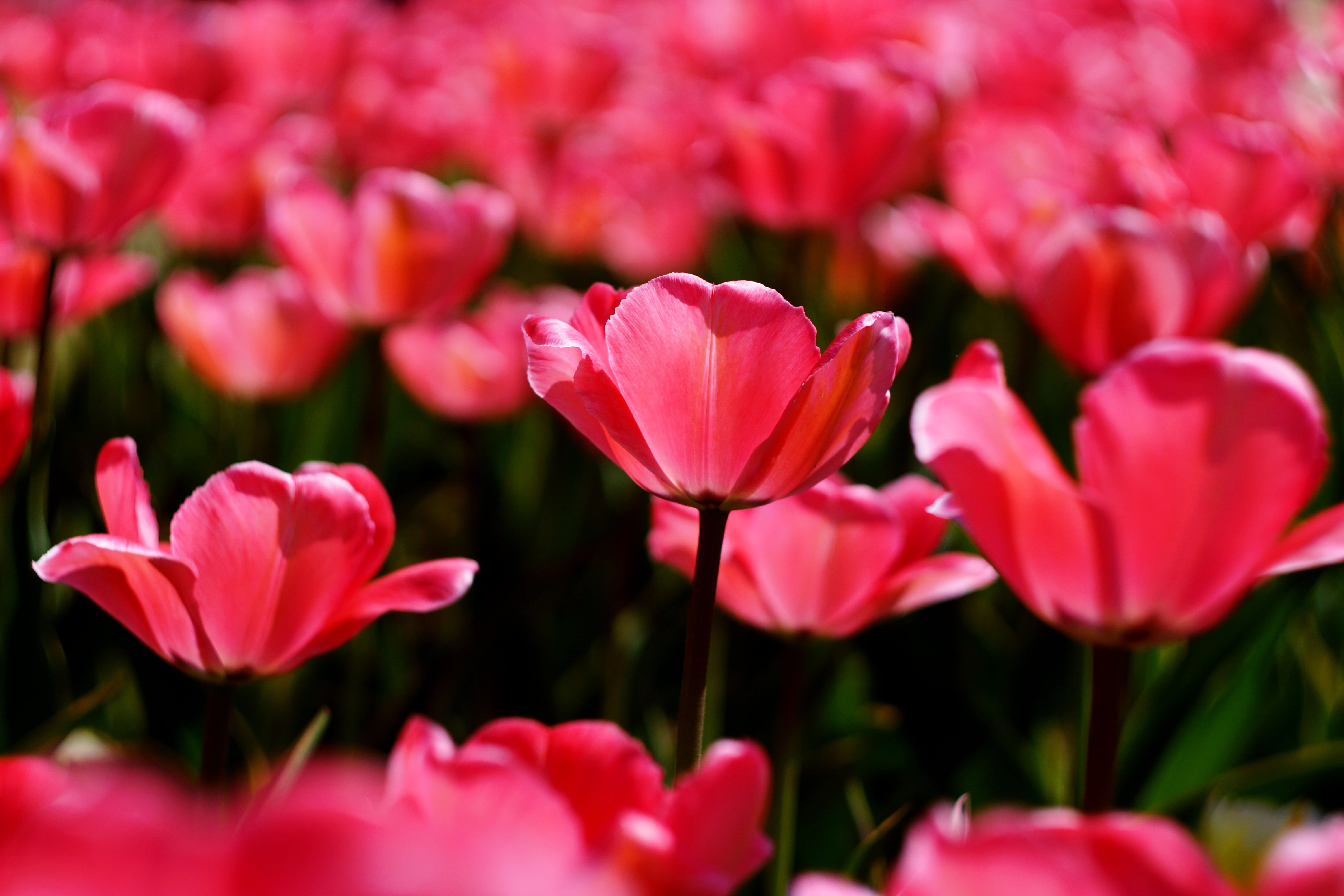 selective focus photo of pink Tulips, My happiness, チュ, Helios