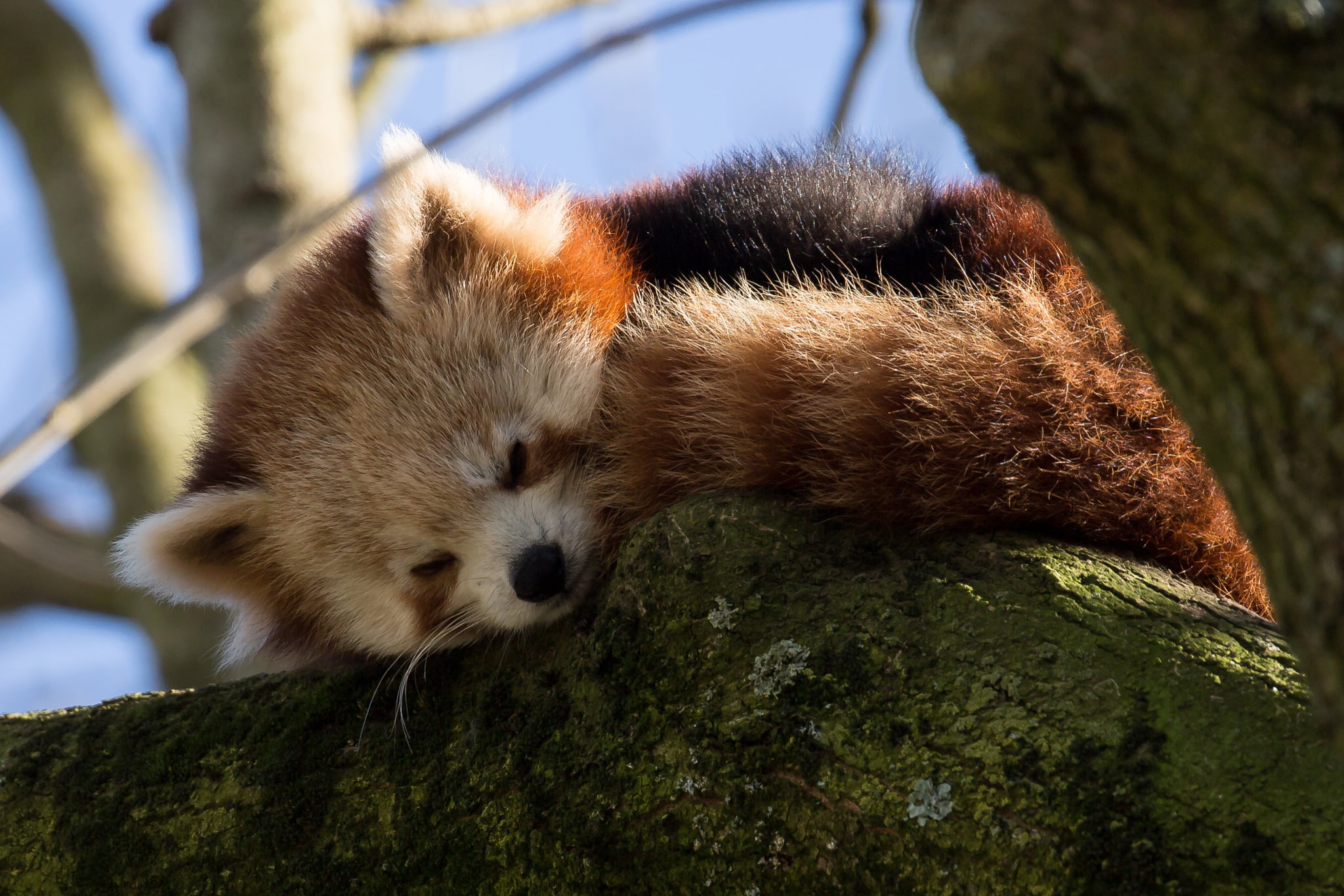 brown fox, branches, tree, sleeping, red Panda, Firefox, one animal