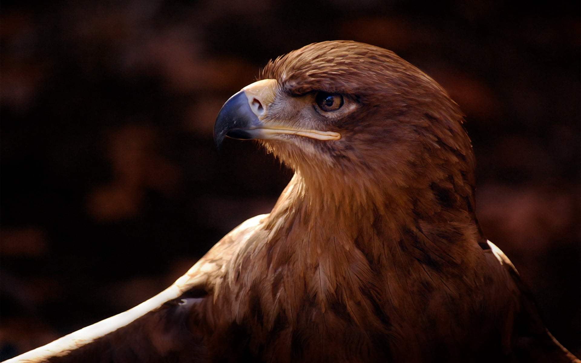 brown eagle, bird, vulture, beak, bird of Prey, hawk - Bird, animal