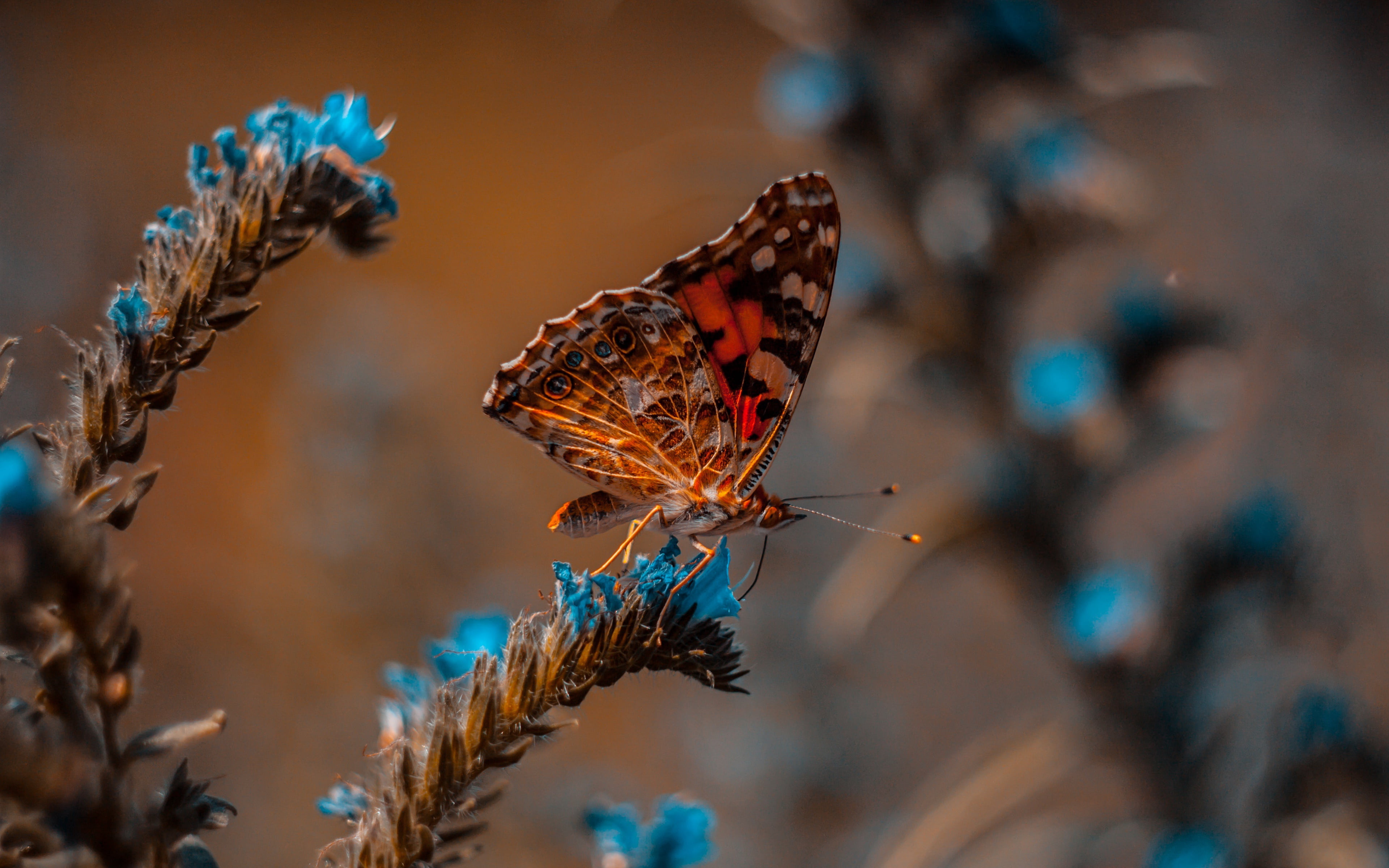 animals, nature, blue, butterfly, flowers, macro, blur, insects
