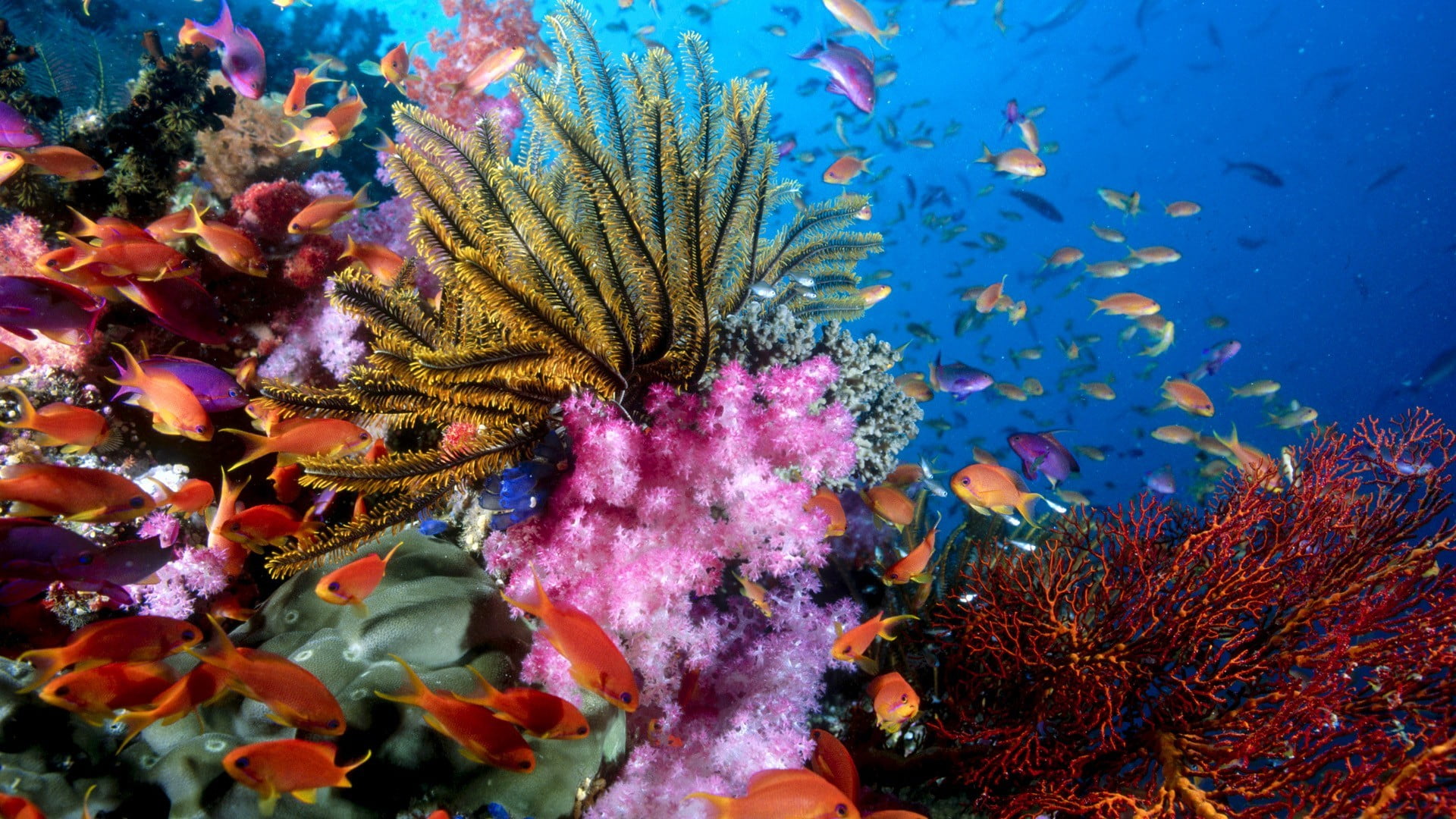 school of orange fish, coral, underwater, sea life, animal, animal themes