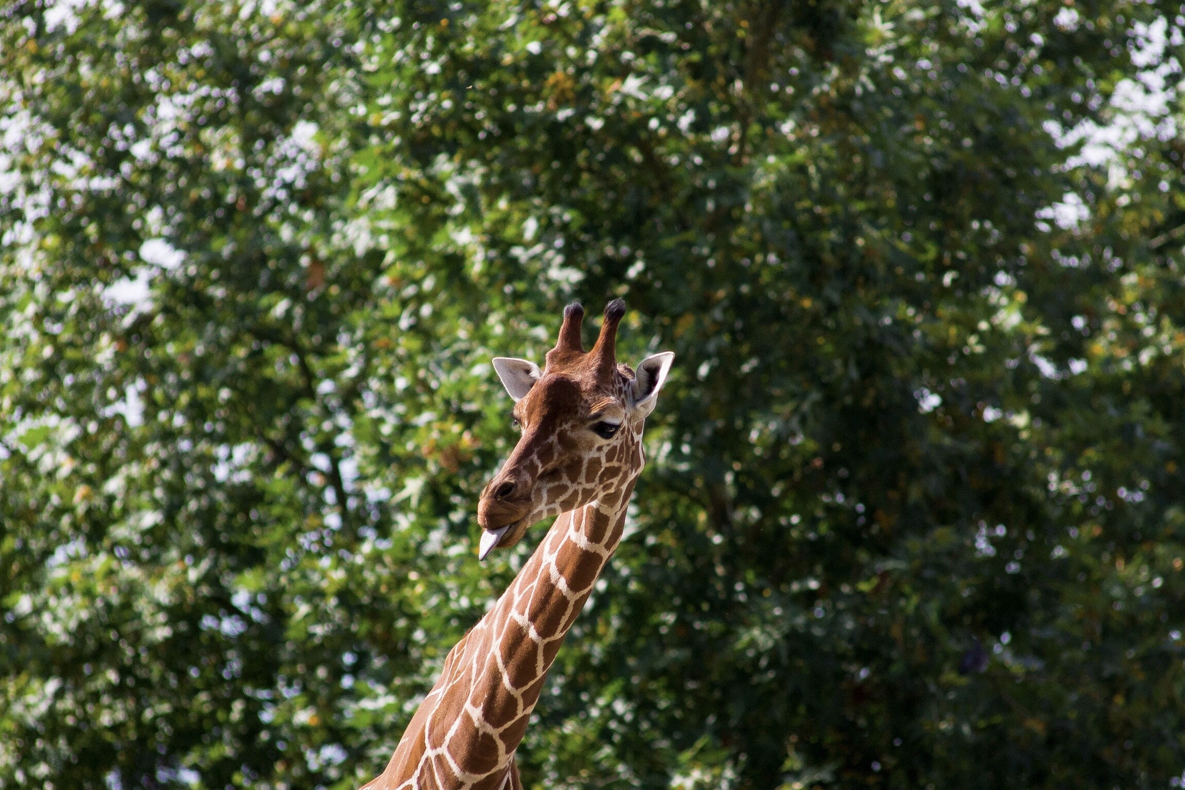 giraffe animal, funny, protruding tongue, animal wildlife, animals in the wild