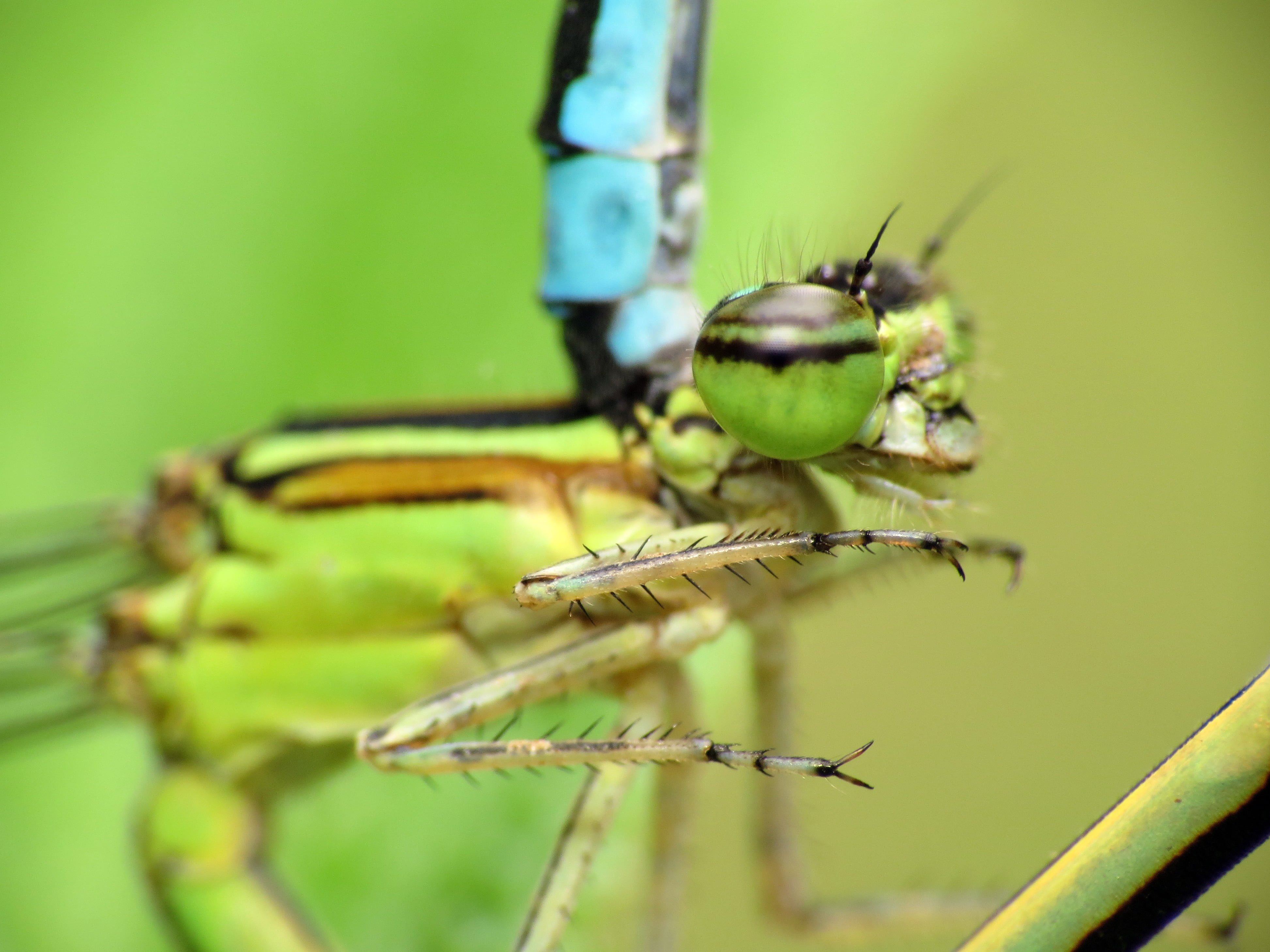 green and black dragonfly, bluets, bluets, Stream, Mating, Washington, DC
