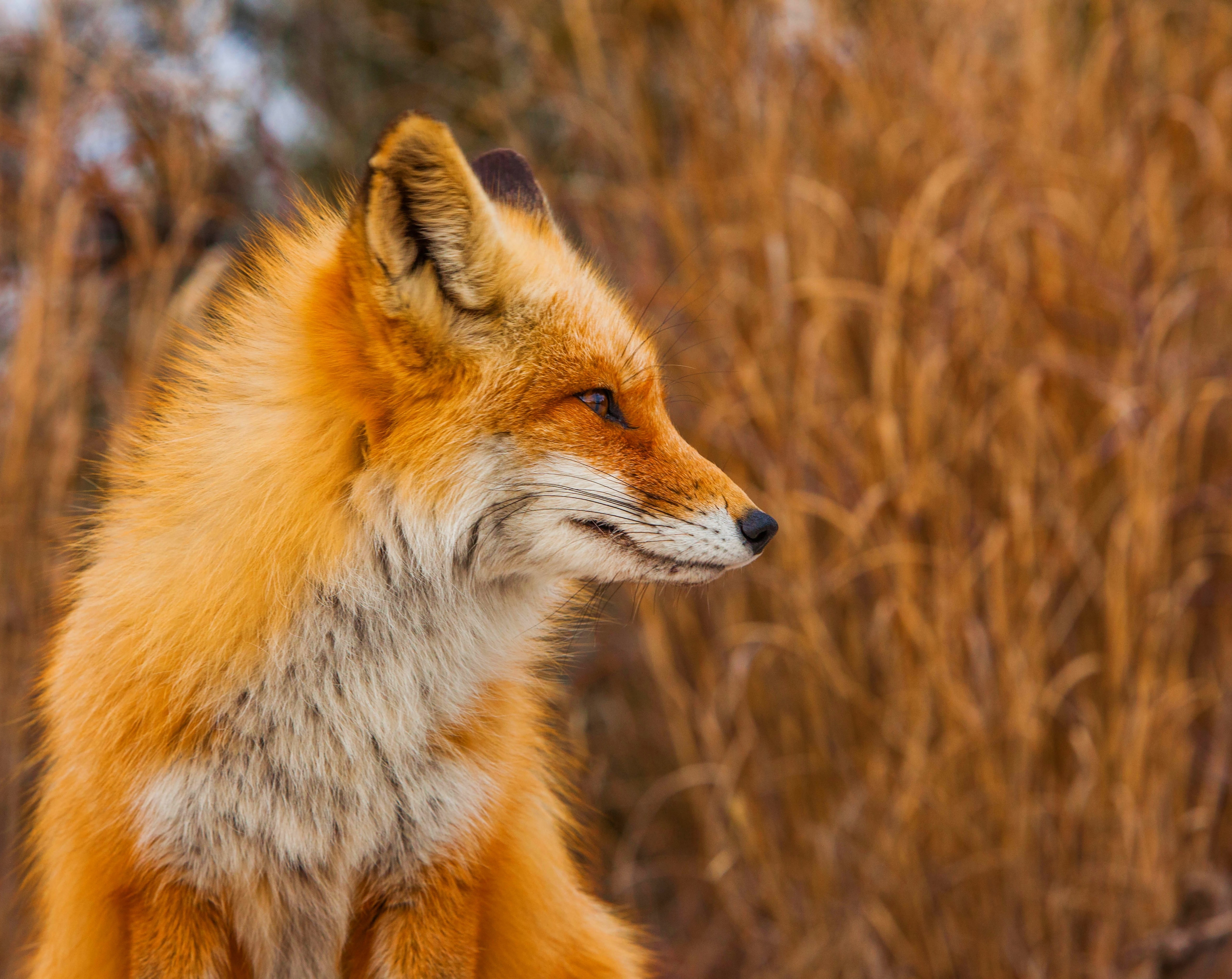 Red Fox Profile, red fox, Animals, Wild, Beach, Nature, Face
