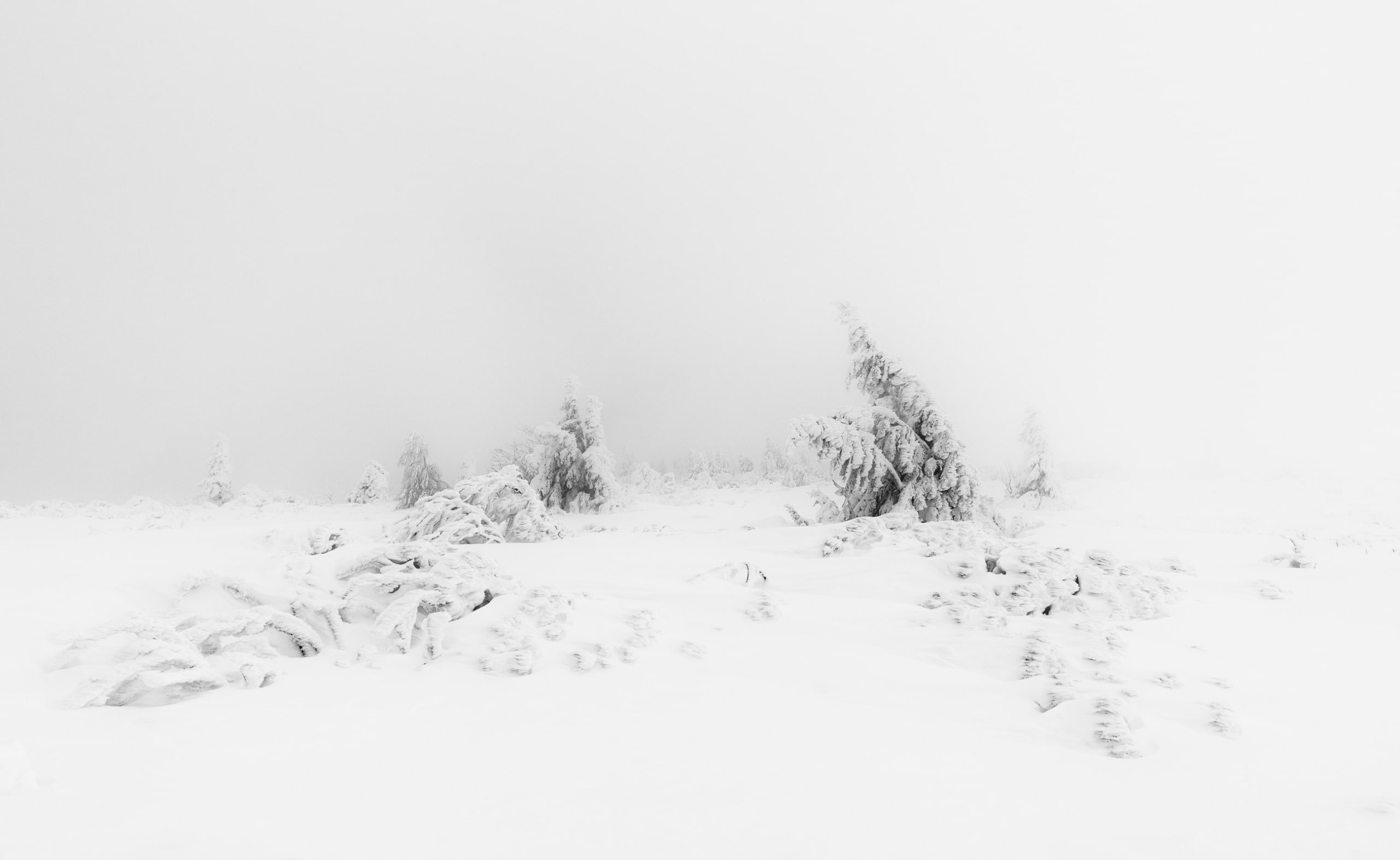 Winter Fog White Snow Trees Aesthetic, Seasons, Nature, Landscape