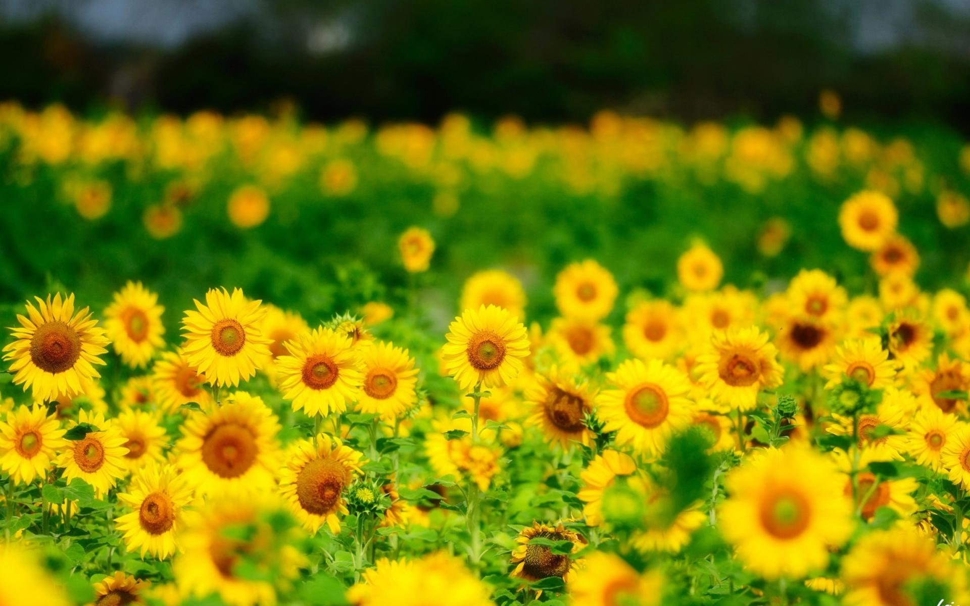 Summer Sunflowers Flowers Yellow Iphone