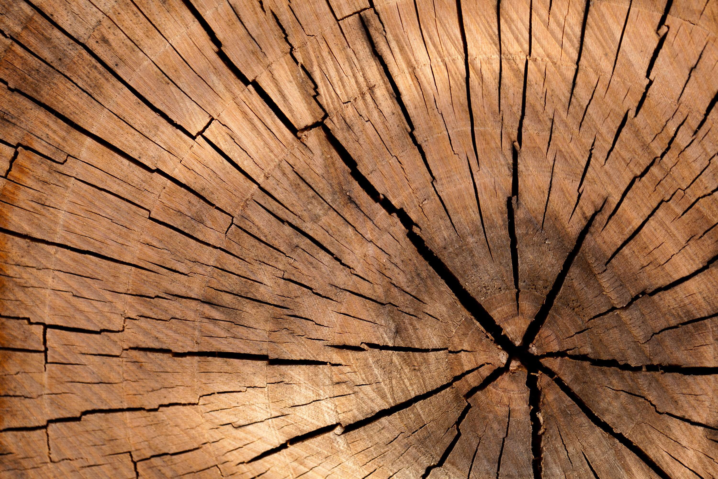 pattern, texture, tree, tree trunk, wood, backgrounds, full frame