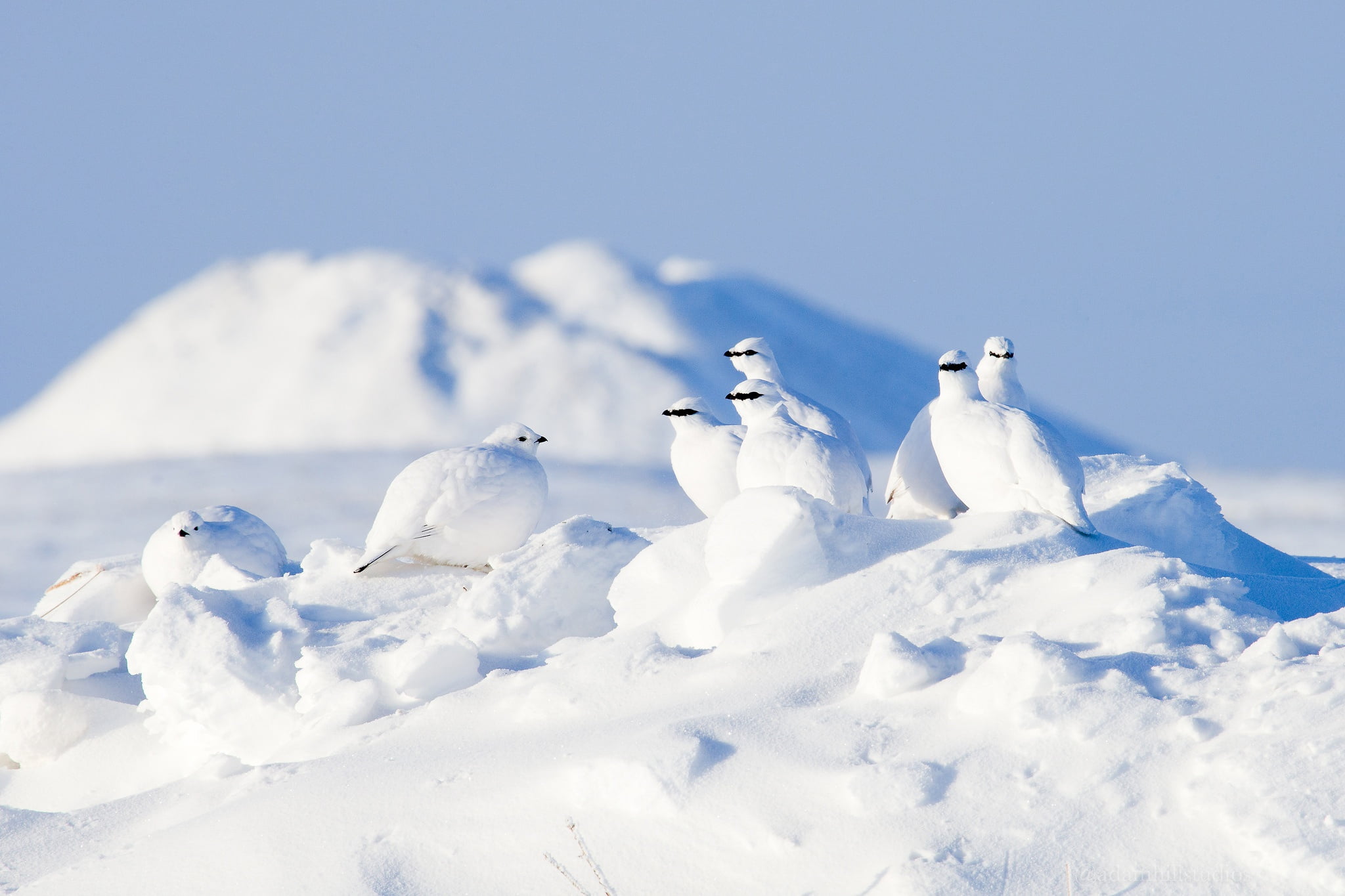 flock of white birds, snow, winter, animals, cold temperature