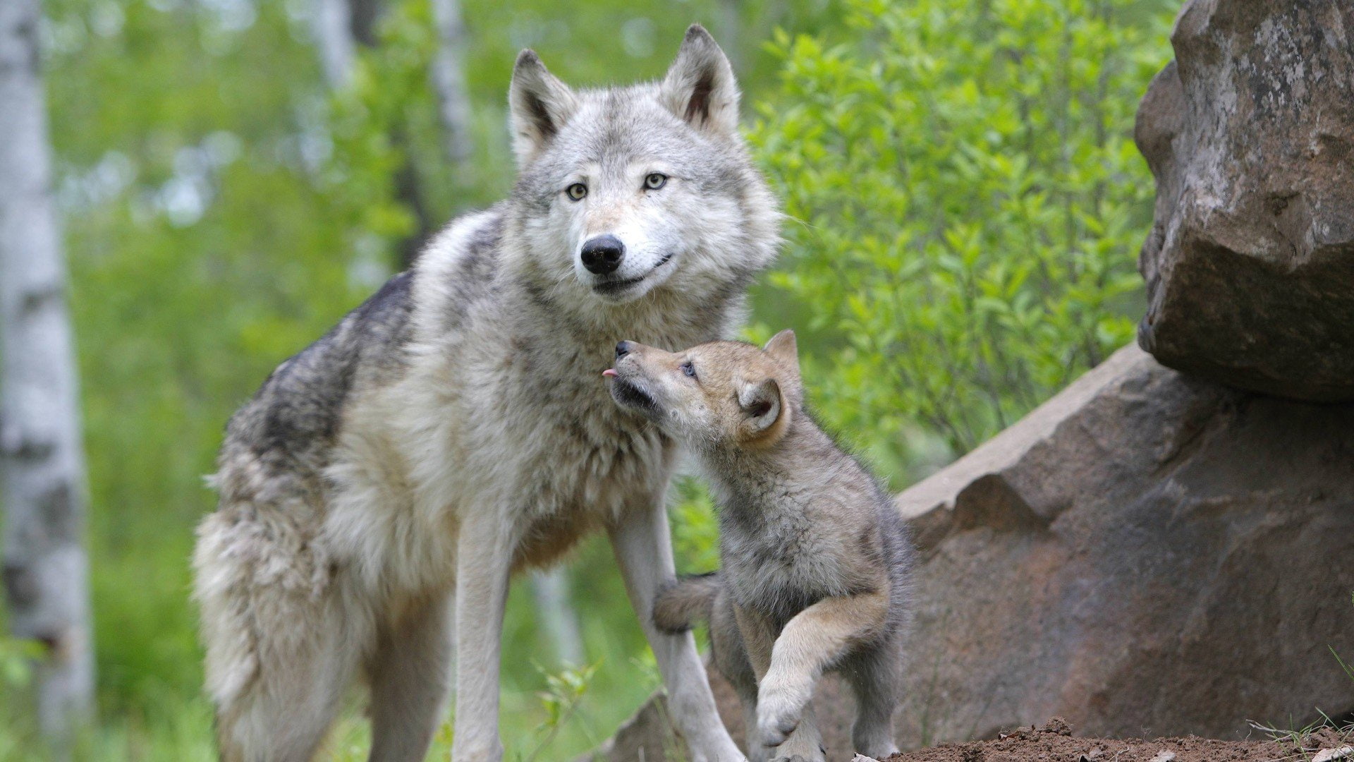 wolf