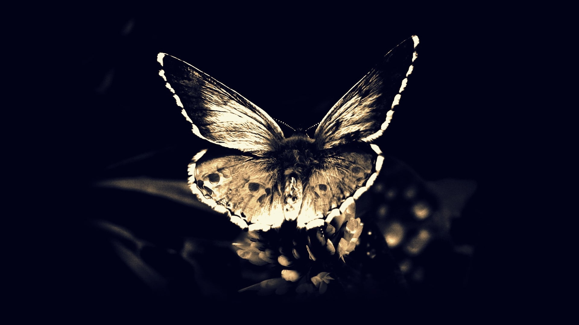 skulls death fly gothic darkness butterfly wings butterflies 1920x1080  Animals Butterflies HD Art