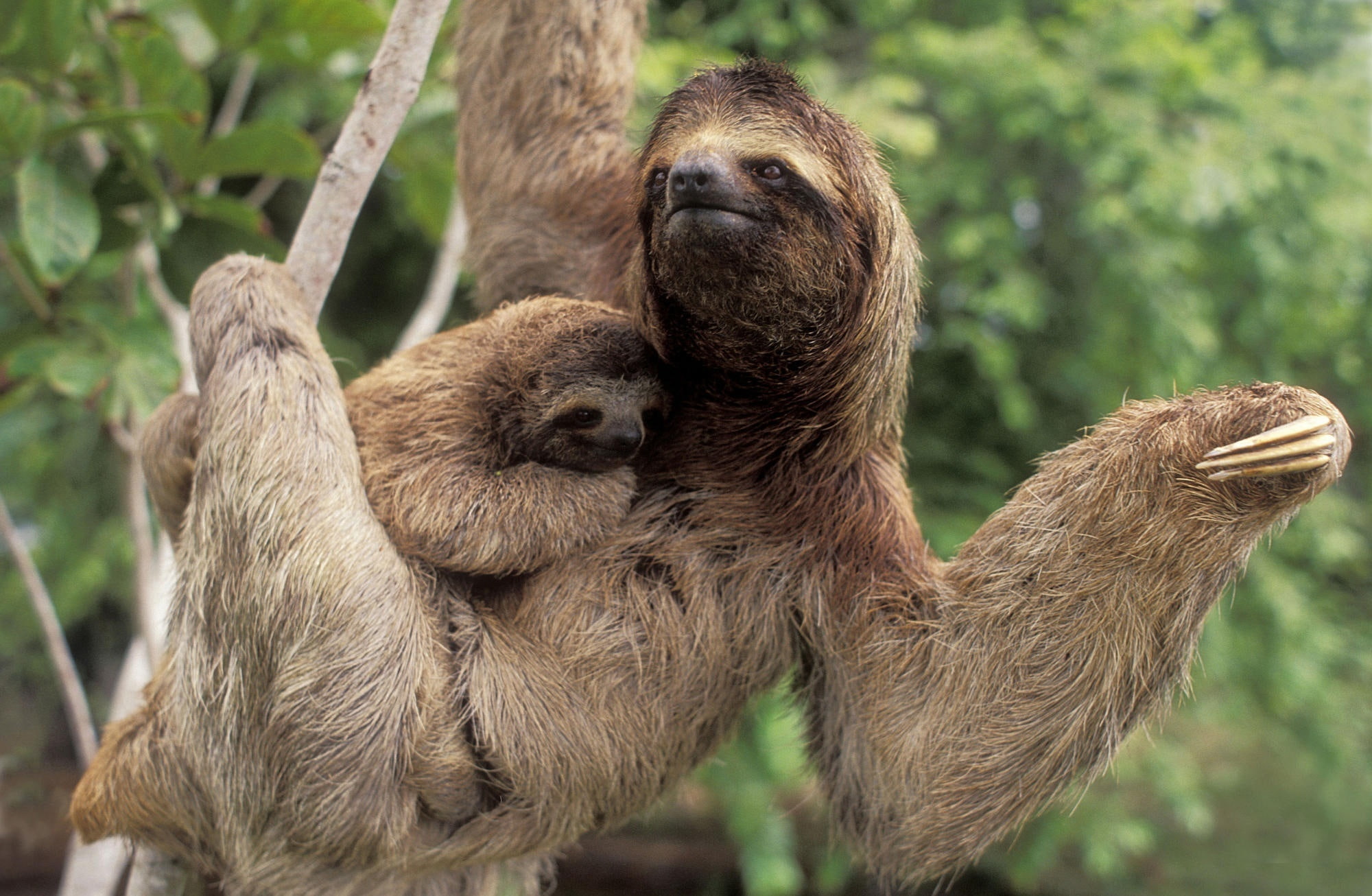 Three Toed Sloth With Baby Corcovado National..., adult and young sloths