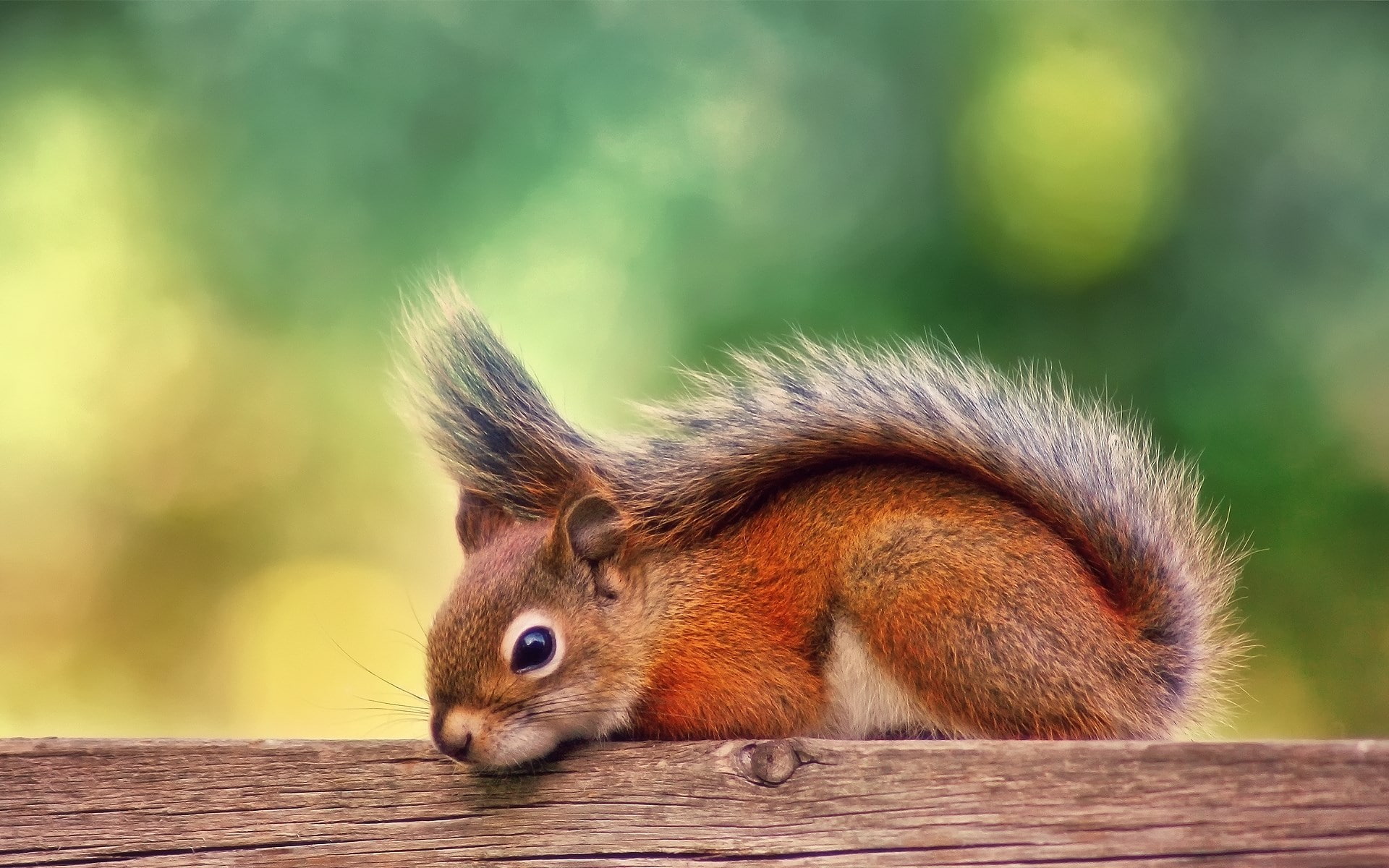 squirrel