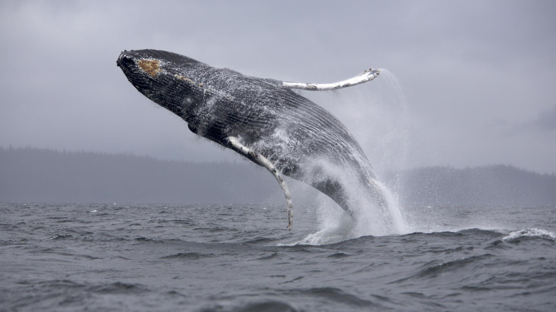 Ballena, black whale, patagonia, grande, animals