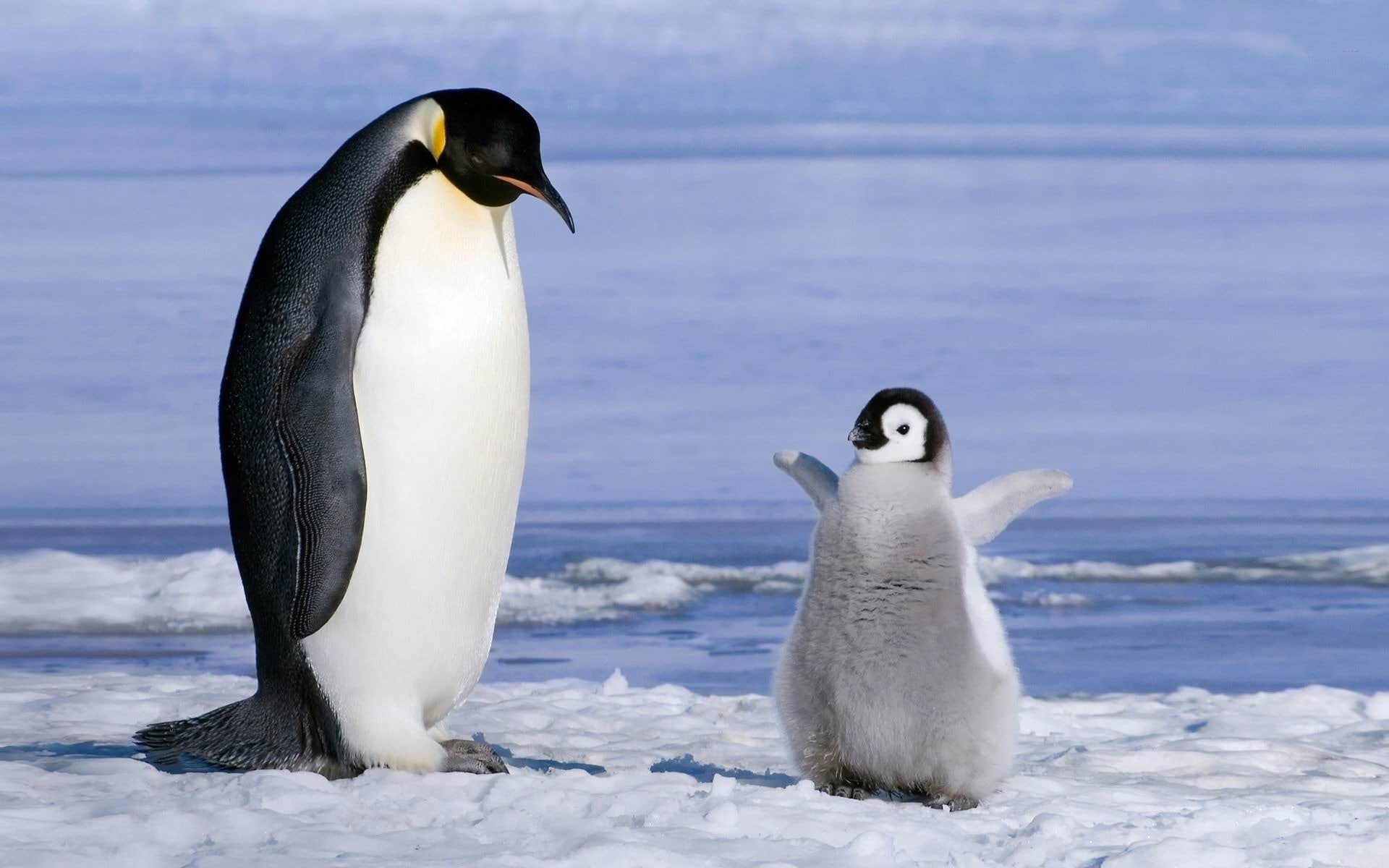 penguin-ecological animal desktop wallpapers, two white and black penguins
