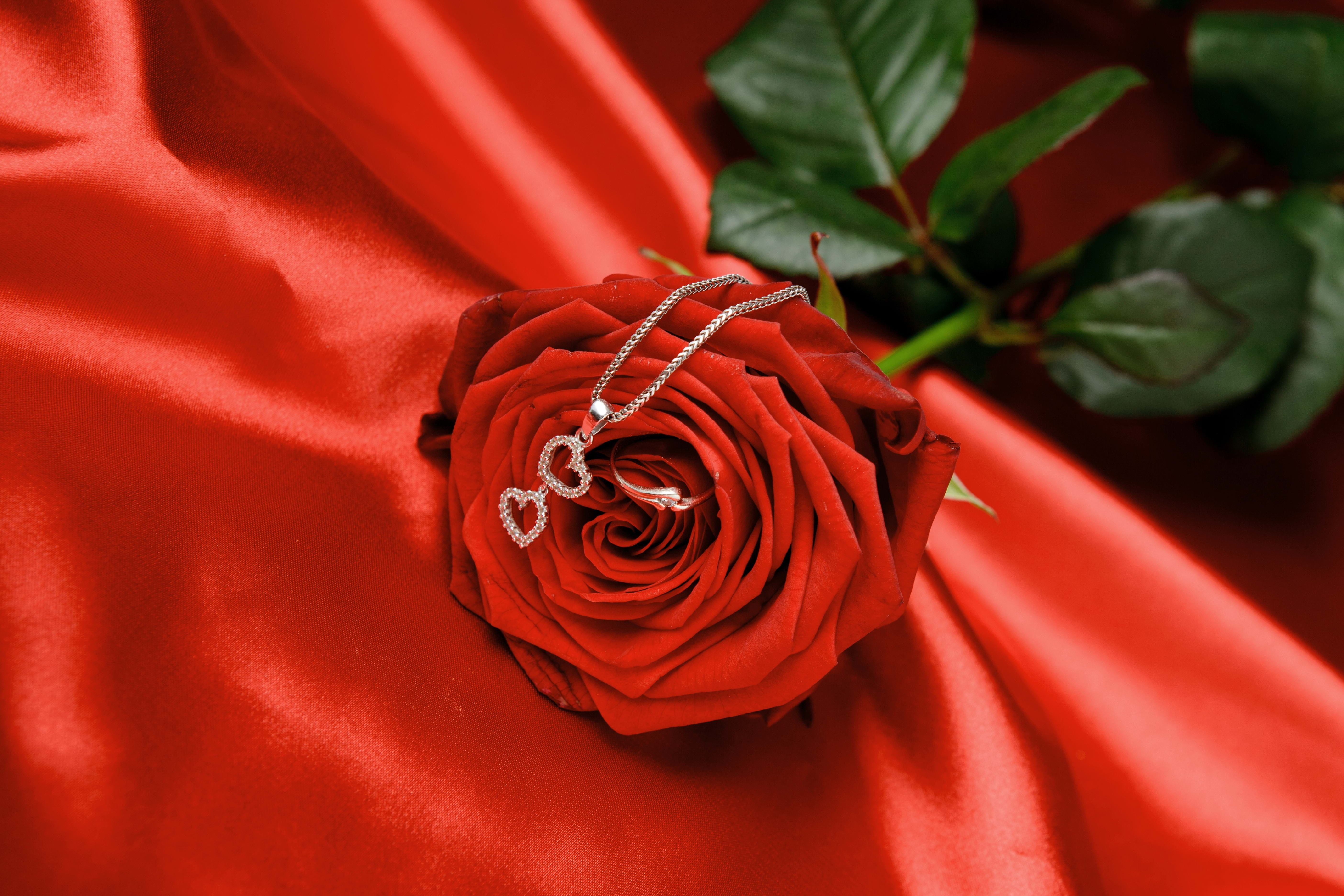 Rose, Chain, Heart, Flower, red, plant, rose - flower, celebration