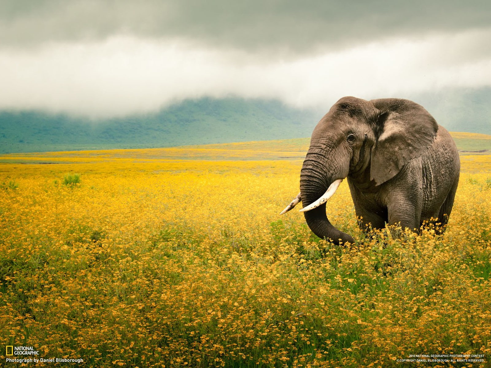 National Geographic, elephant, animals