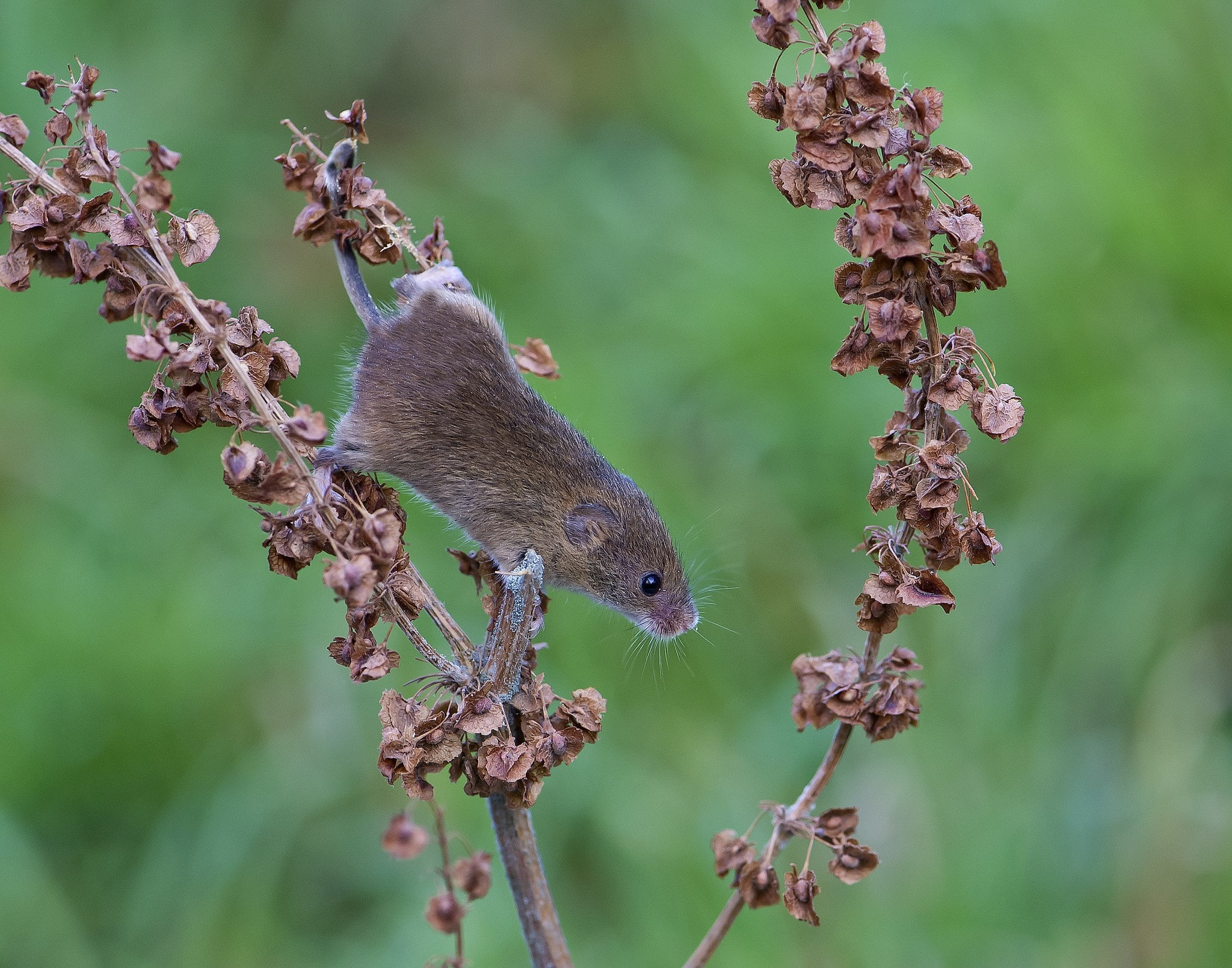 mouse