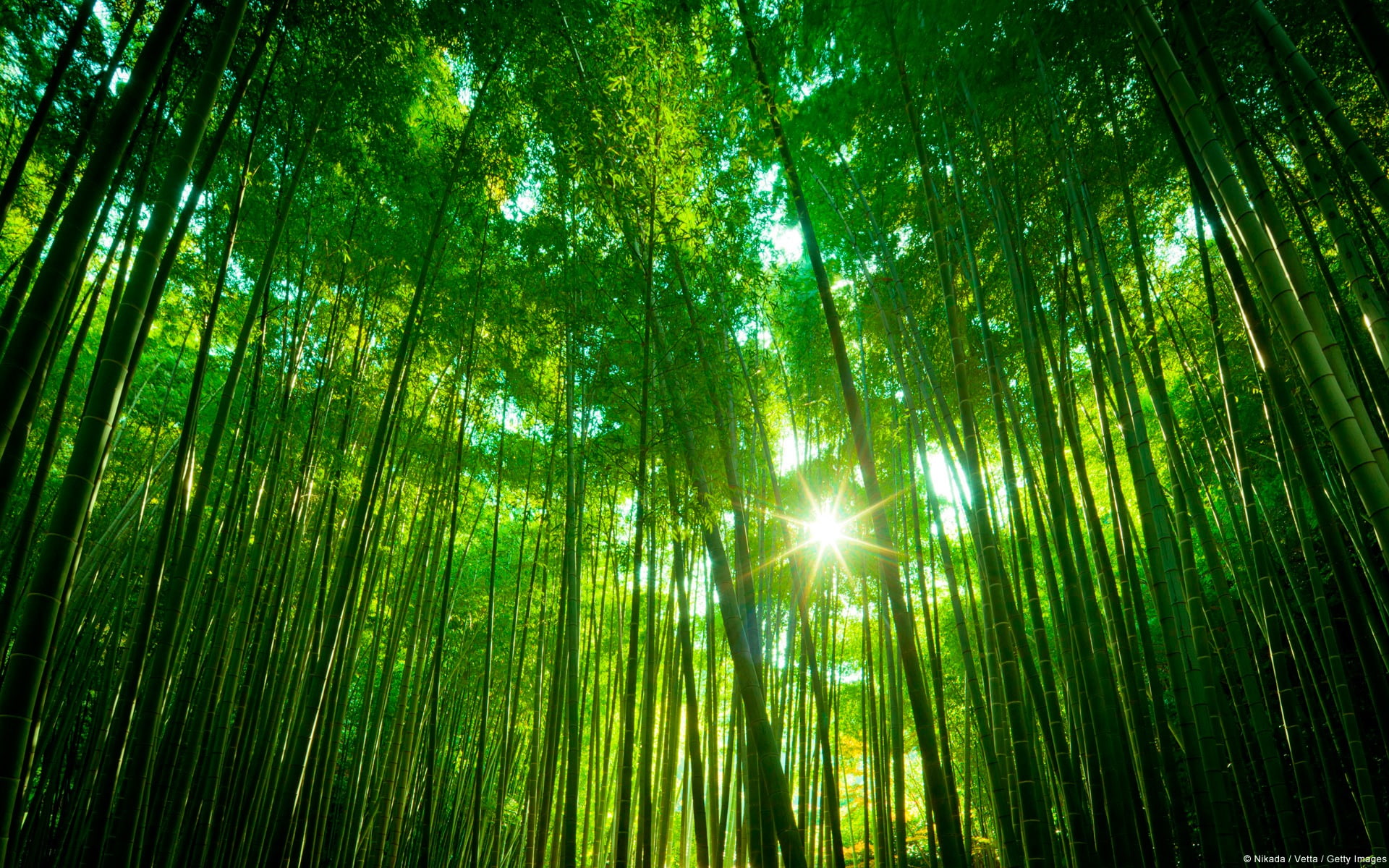 Bamboo Japan-Windows theme HD wallpaper, green bamboo trees, low angle view