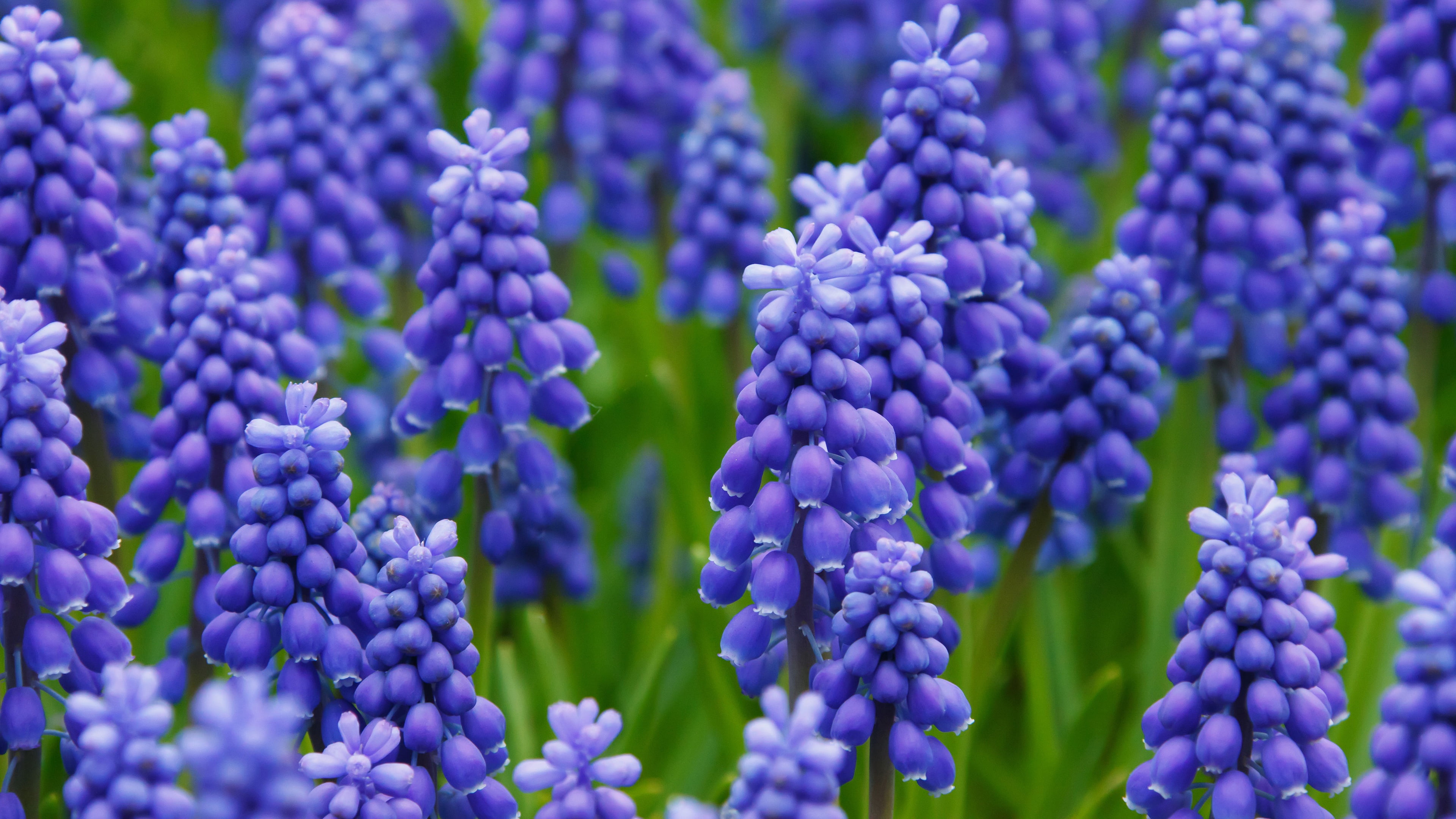 flowers, glade, spring, blue, a lot, Muscari, hyacinth mouse