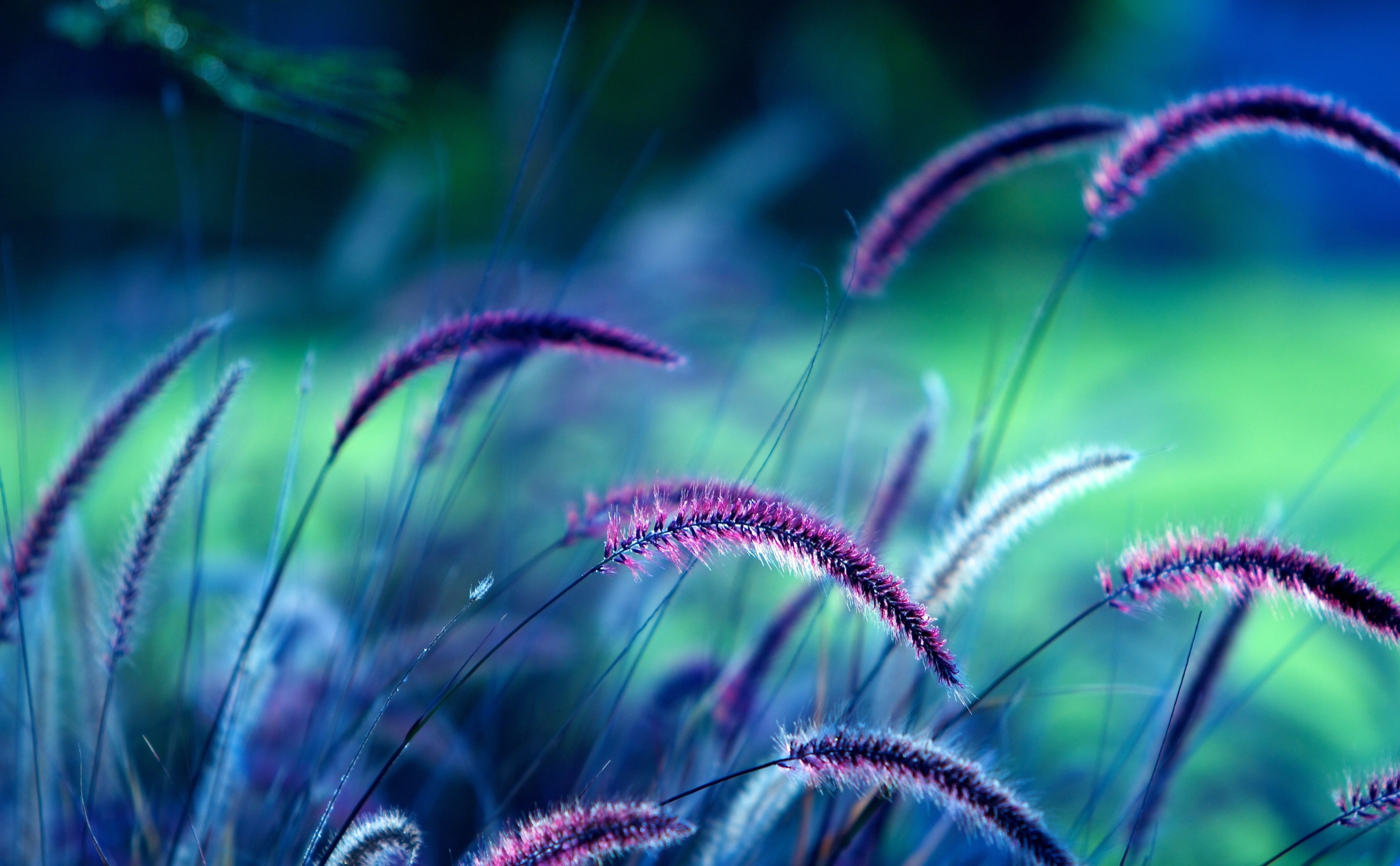 Free Download Hd Wallpaper Grass 4k Best Hd Desktop Wallpaper Flare 2923