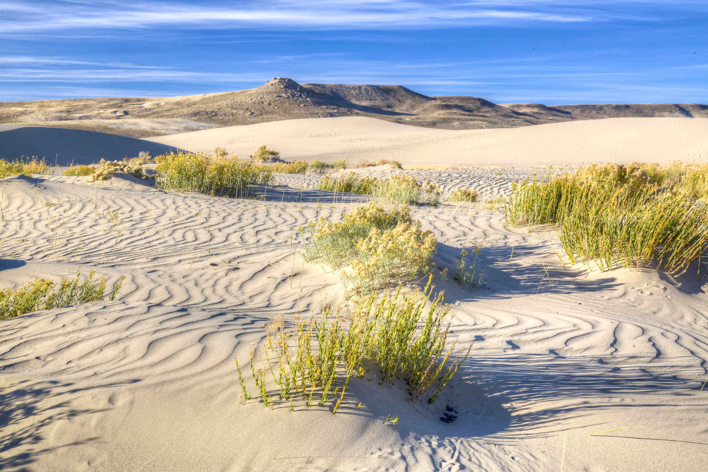 beach grass on daytime, Extreme, Public Lands, Sand Dunes, BLM
