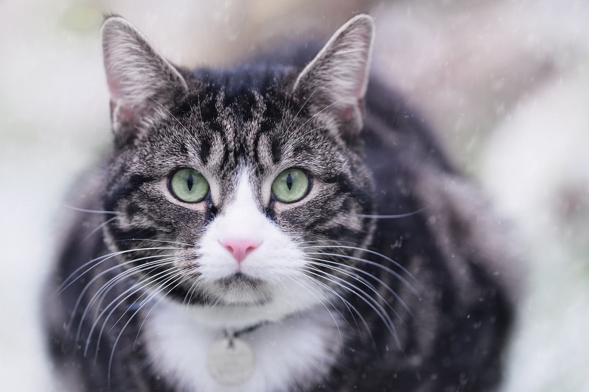 cat, look, muzzle
