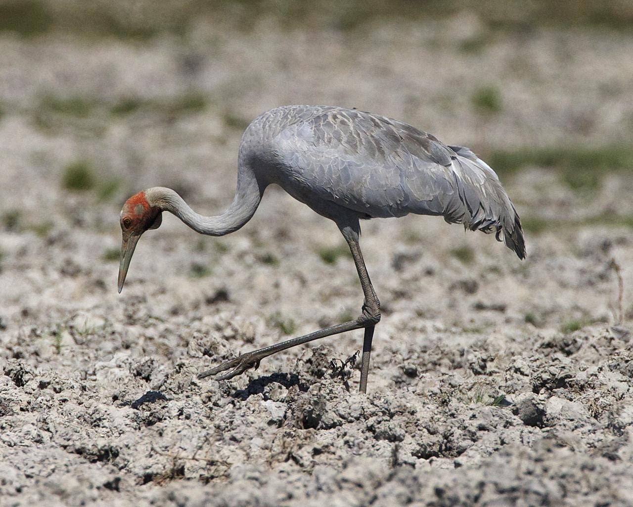 Free download | HD wallpaper: Birds, Brolga | Wallpaper Flare