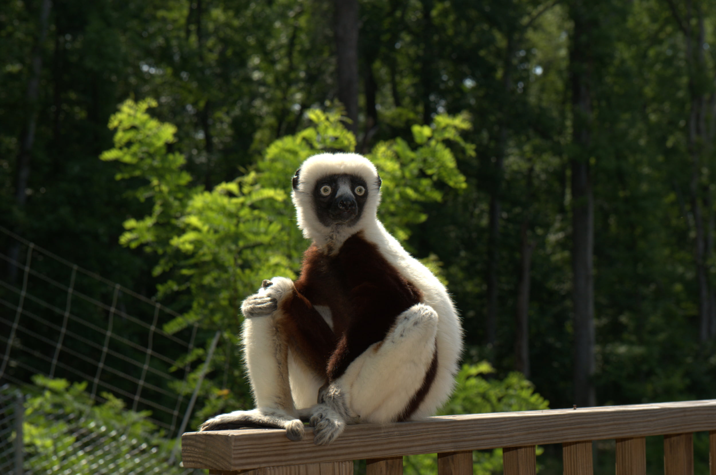 white and black lemur, zoboomafoo, 2014, animal, wildlife, primate