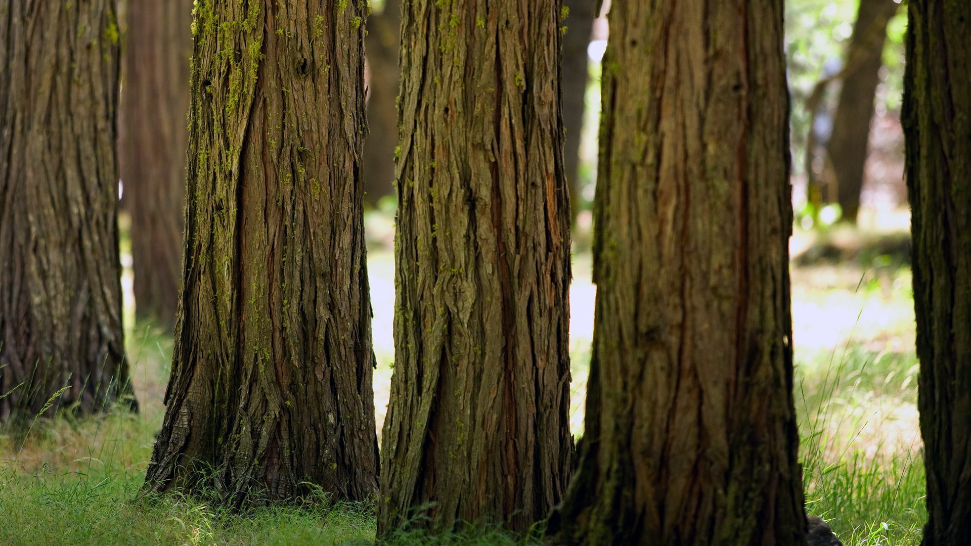 Tree Trunk Tree Trunk HD, tree trunks, nature