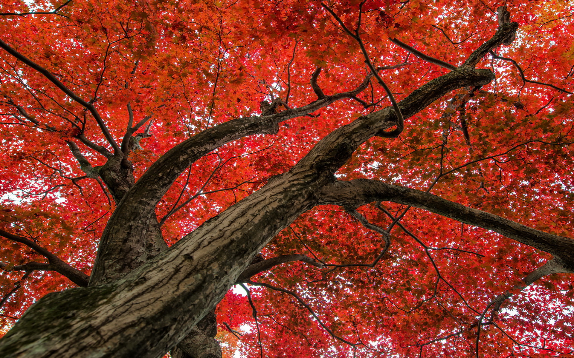 Trees, Maple Tree