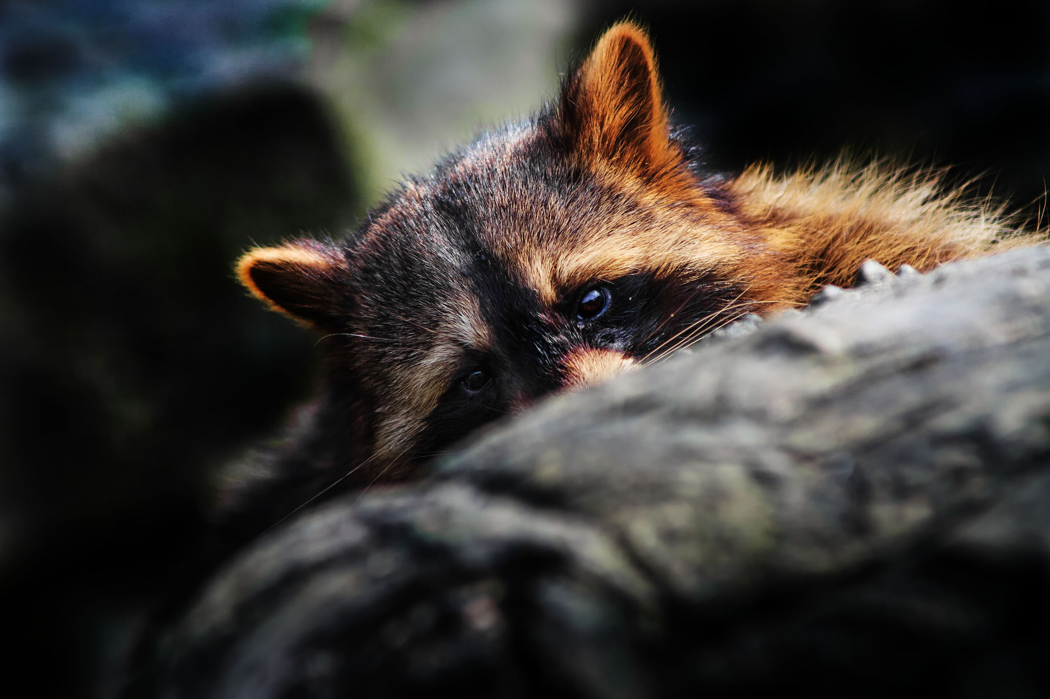Free download | HD wallpaper: brown raccoon, eyes, muzzle, ears, hid ...