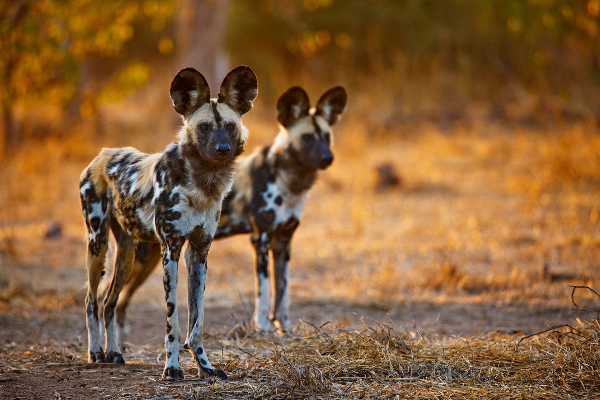 Free download | HD wallpaper: Animal, African wild dog, Wildlife