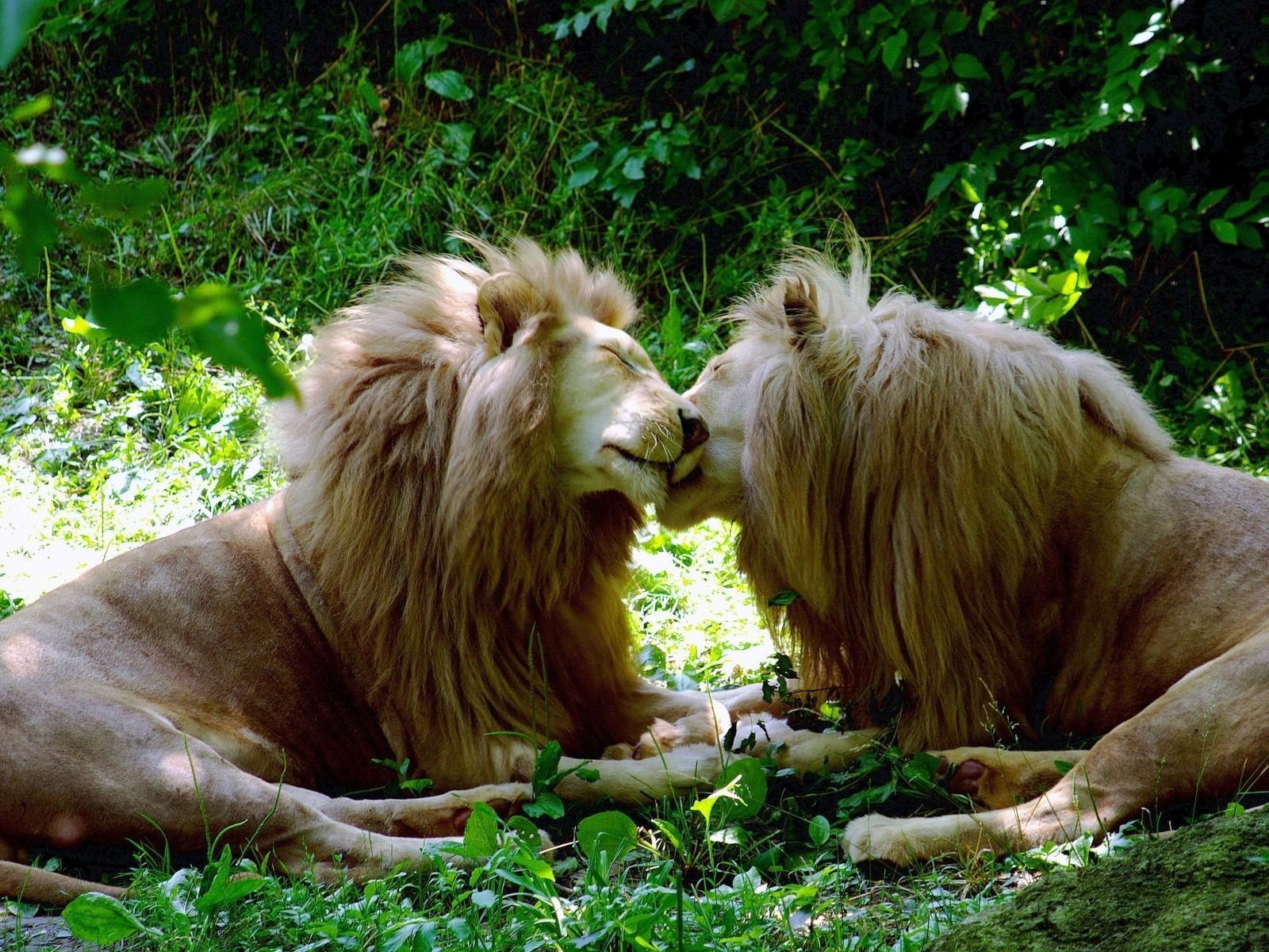 Brother, forests, Gay, grass, kissing, lions, love, tagnotallowedtoosubjective