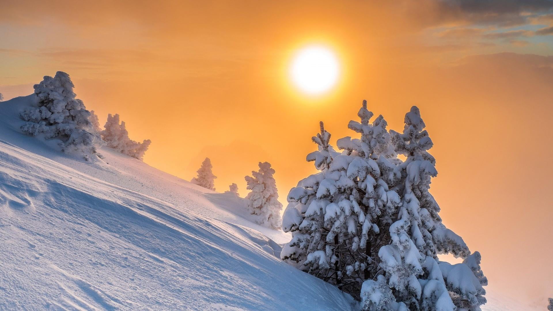 winter, sky, snow, mountainside, sun, light, pine, sunlight