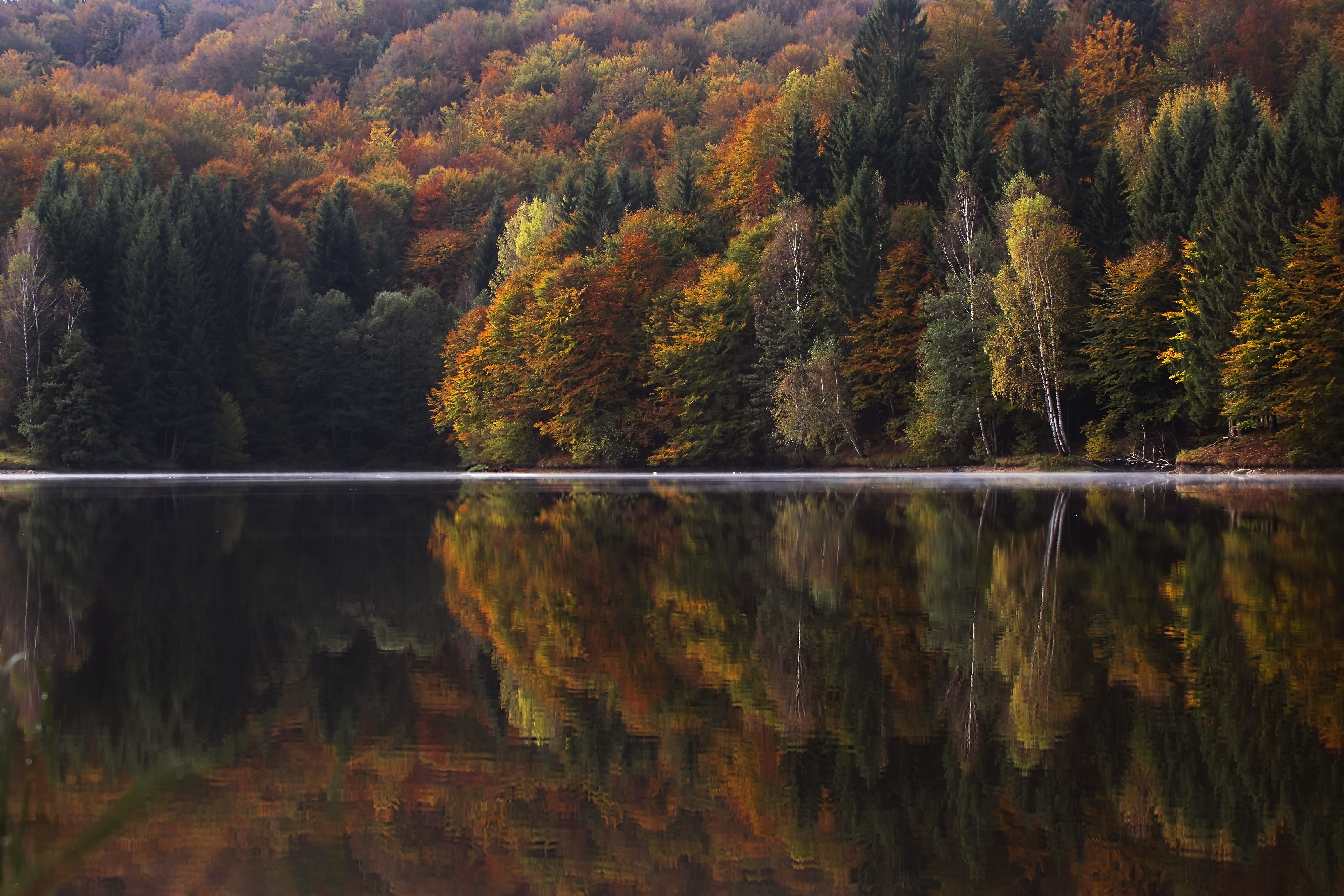 Earth, Reflection, Fall, Forest, Nature, Tree, Water