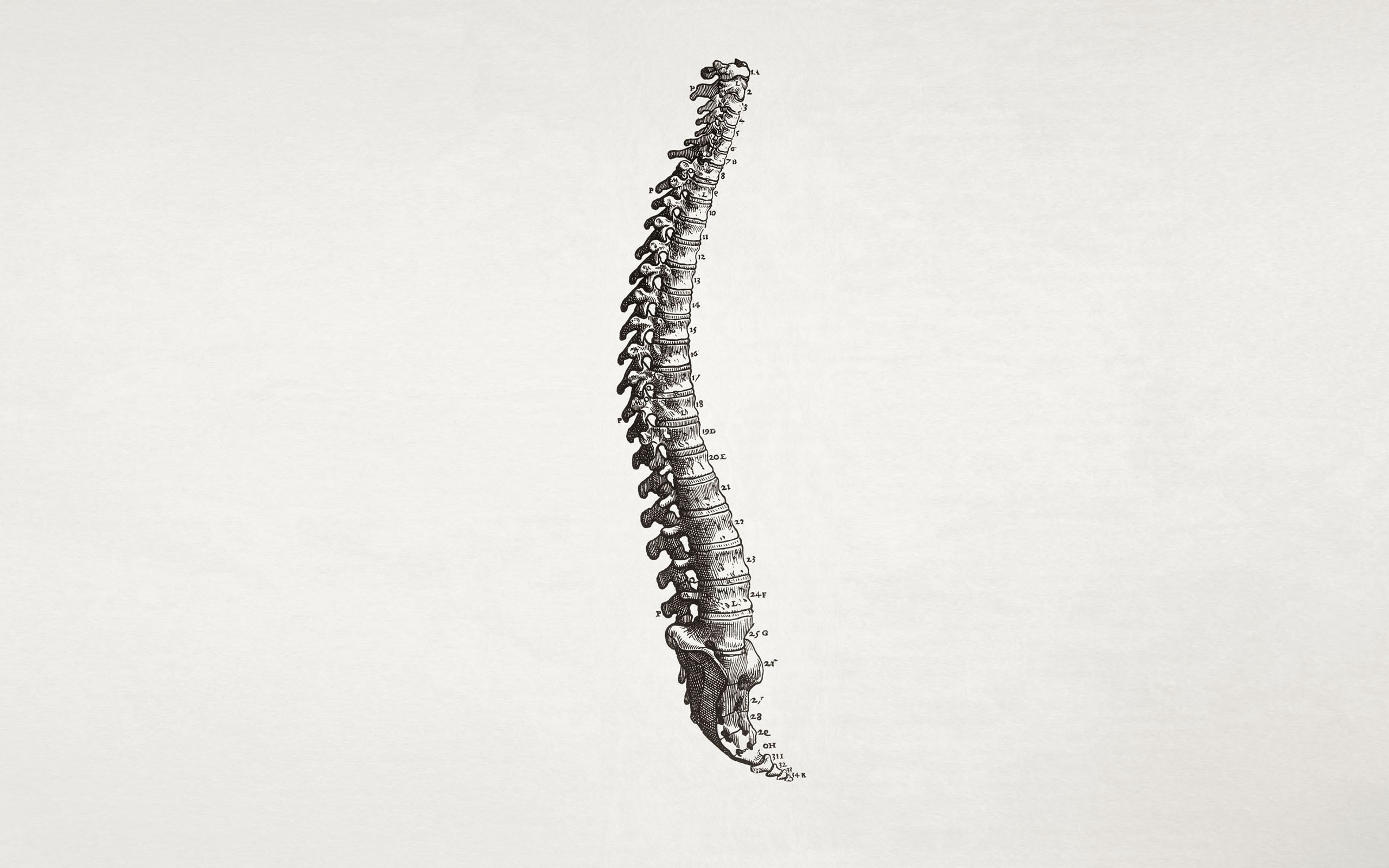 silver-colored bracelet, spine, bone, figures, animal, human Spine