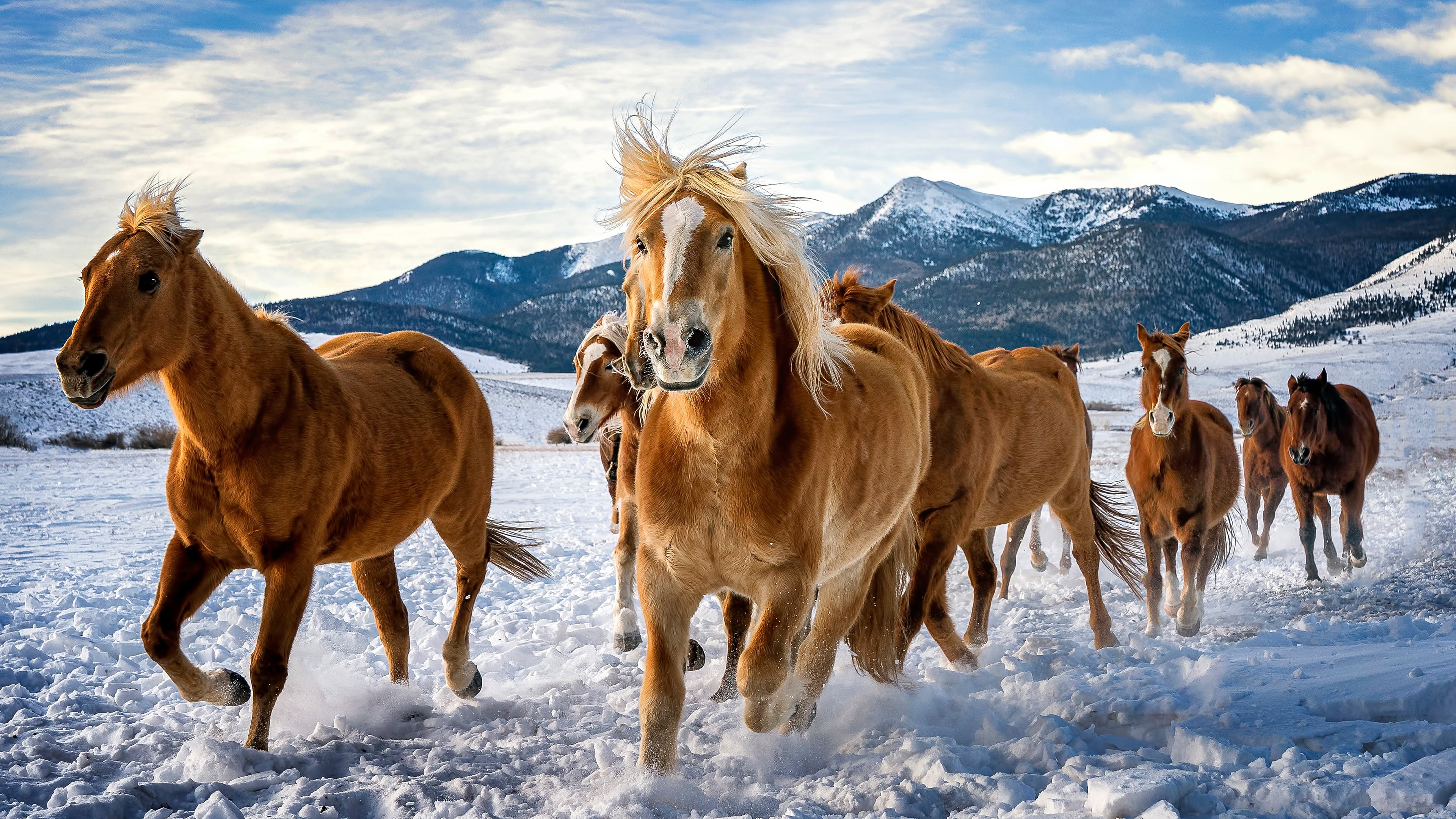 winter, field, the sky, look, clouds, snow, mountains, horse