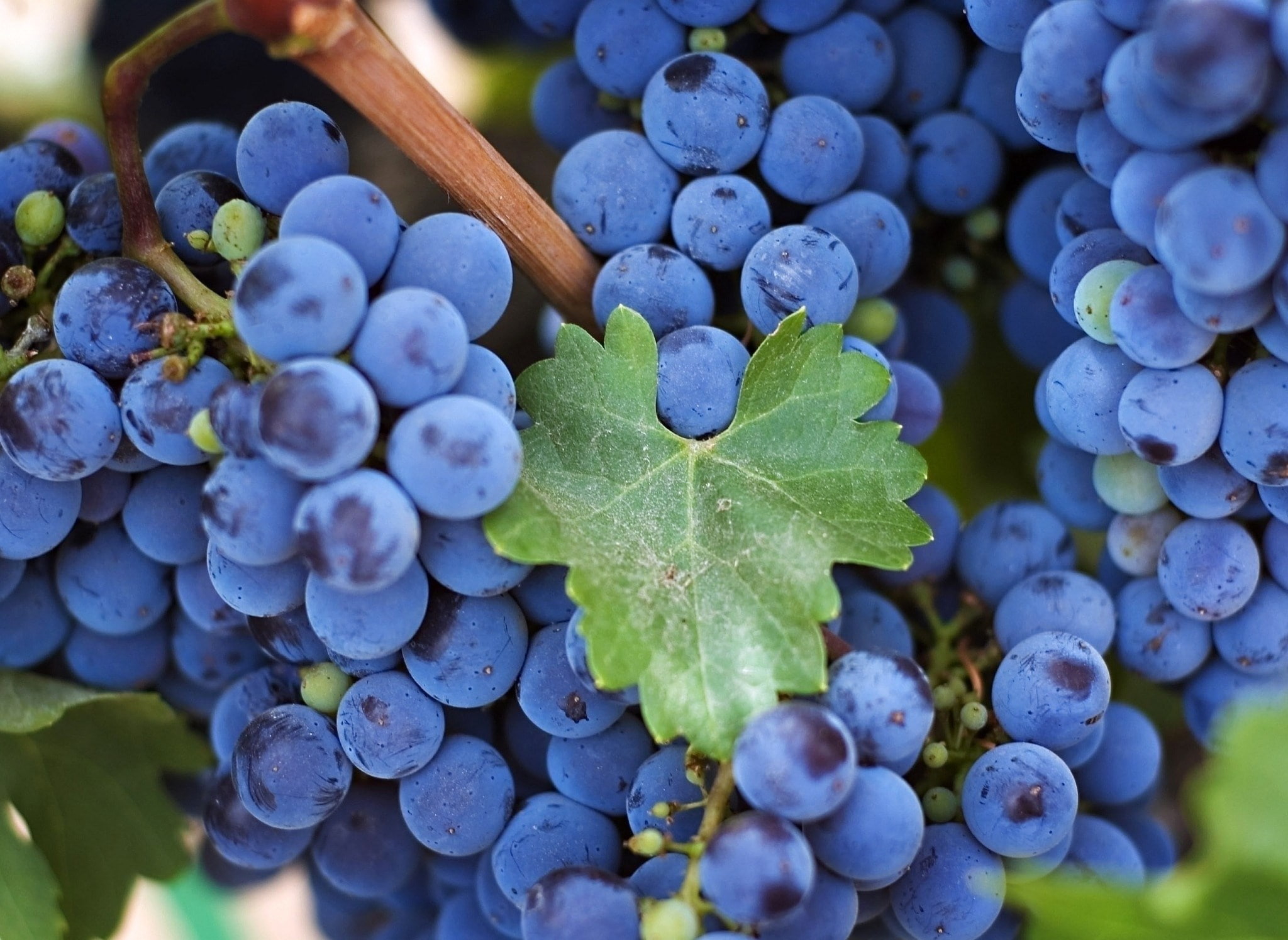 grapes