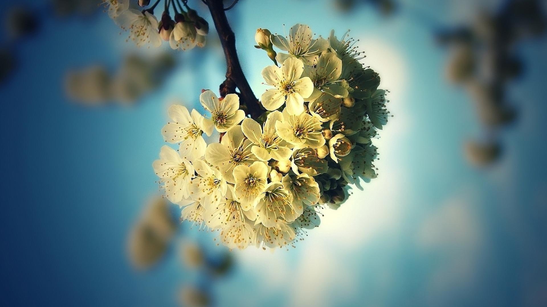 *** Blooming Fruit Trees ***, beige petaled flower bouquet, natura