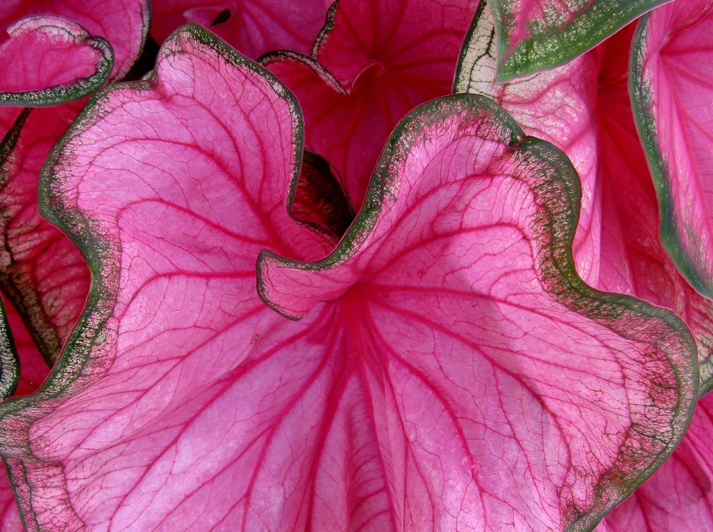 caladium, flower, nature, close-up, plant, pink color, growth